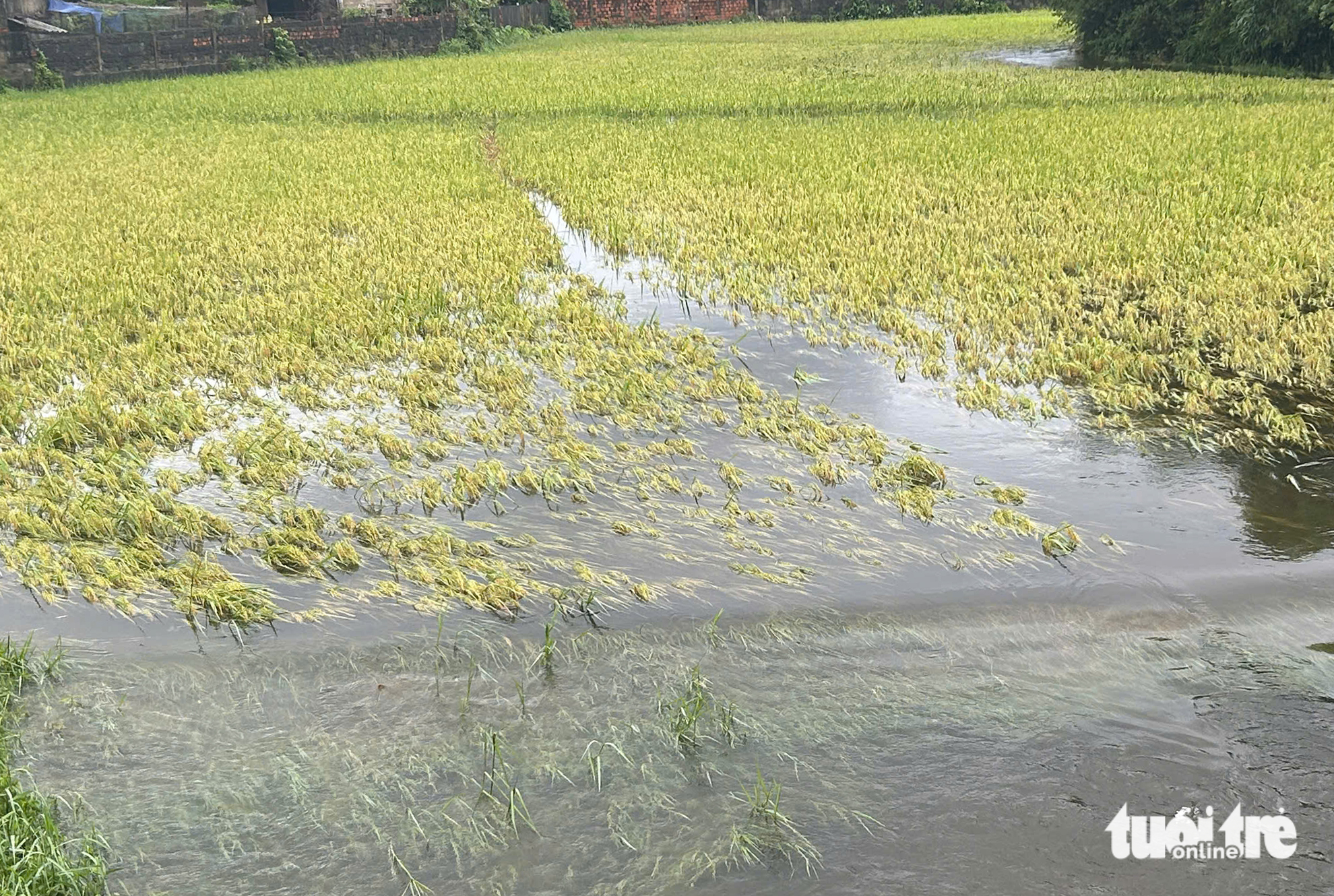 5号台风过后，广治省农民担心夏秋稻季颗粒无收