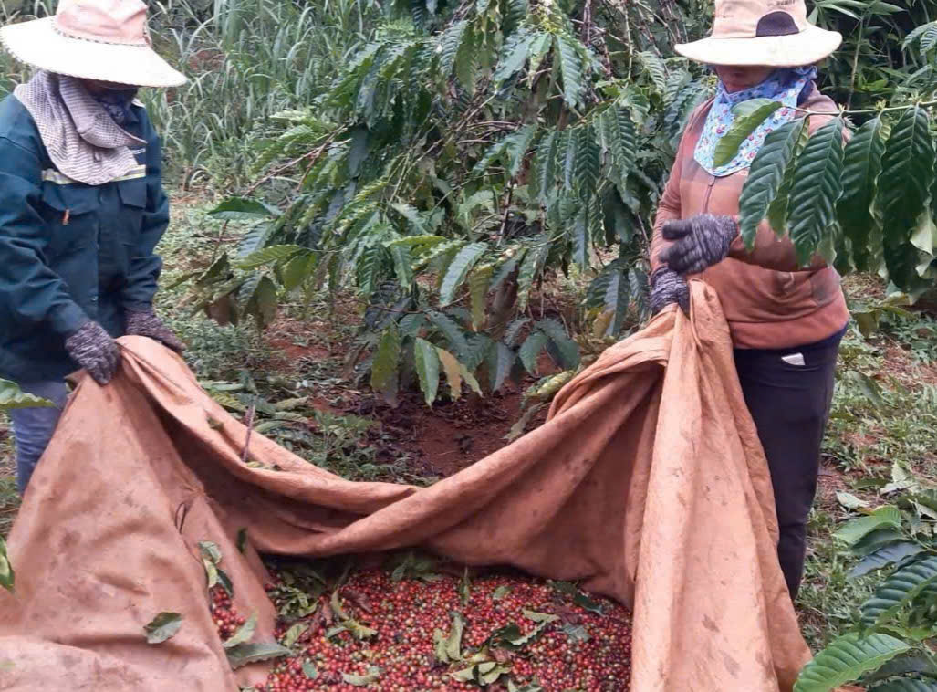 咖啡价格意外上涨，但农民仍担忧，原因何在？