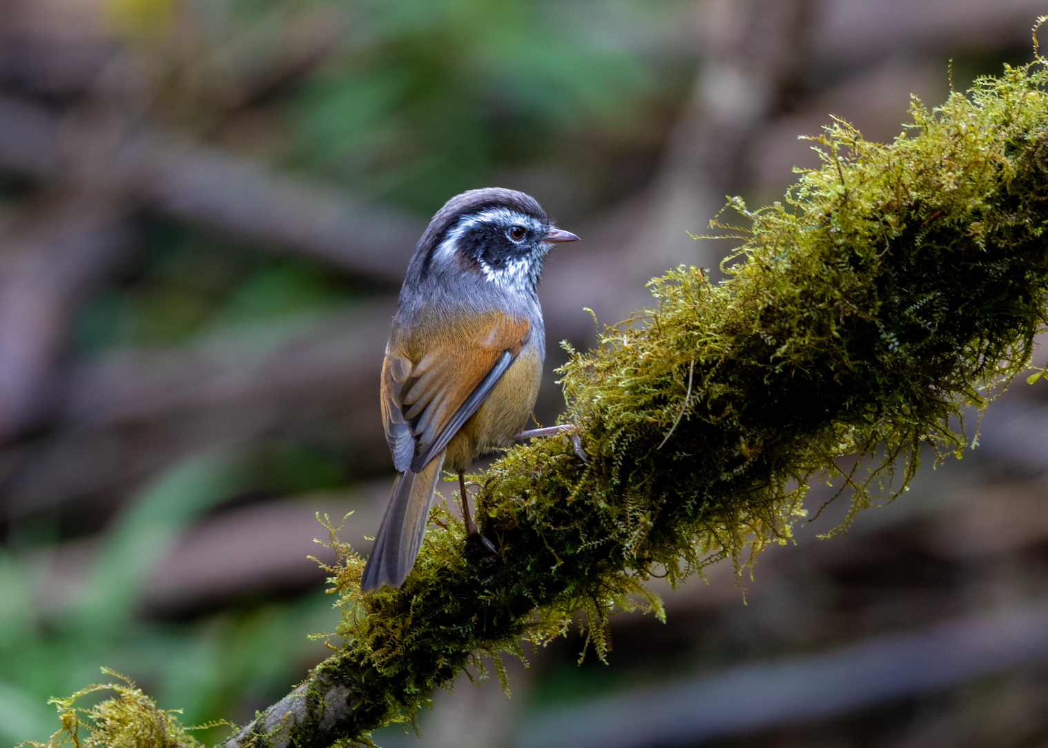 在番西邦峰上艰难寻找稀有鸟类的旅程