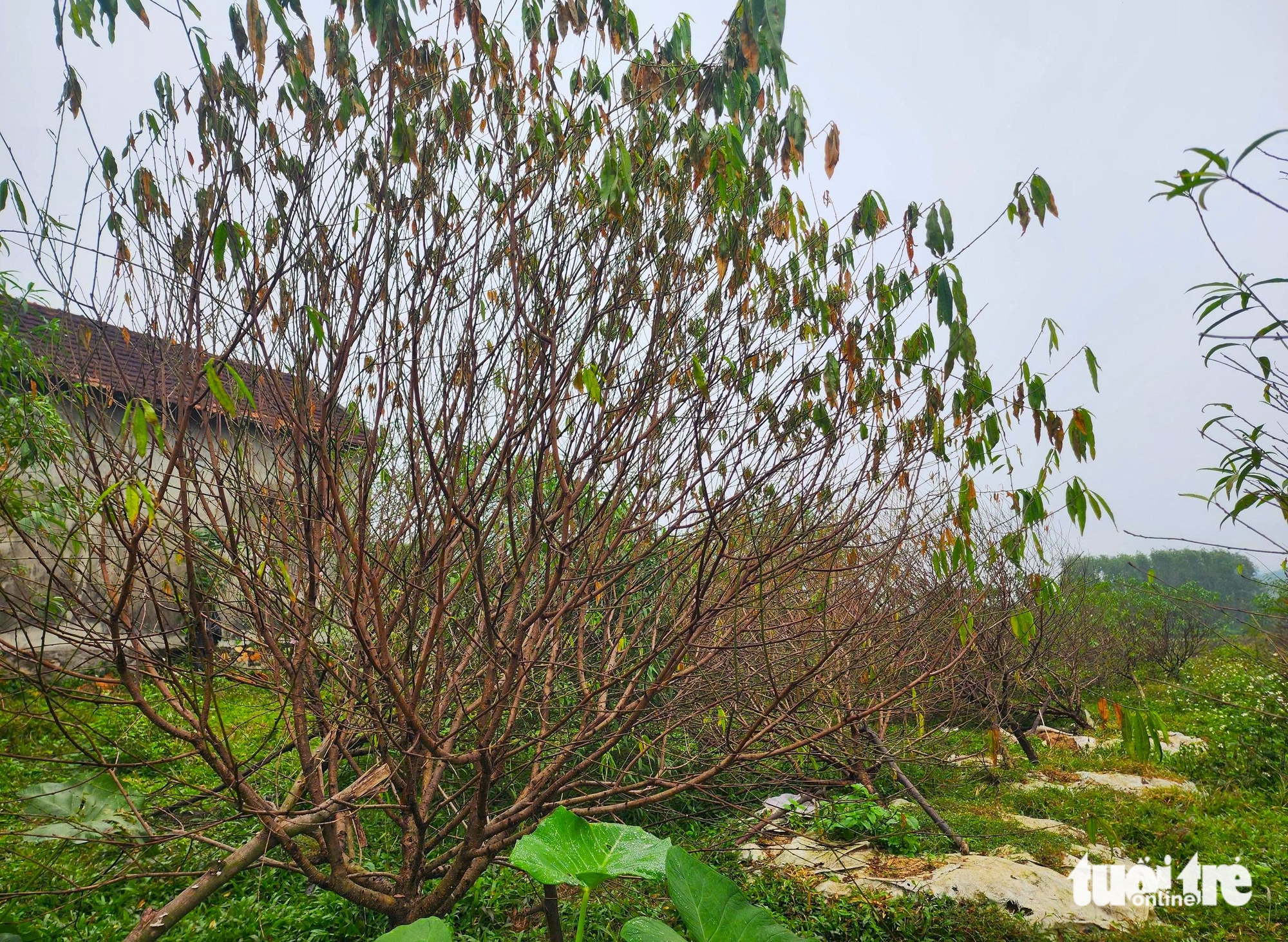 河静省桃花之都居民因桃花大规模死亡而担心失去春节收成