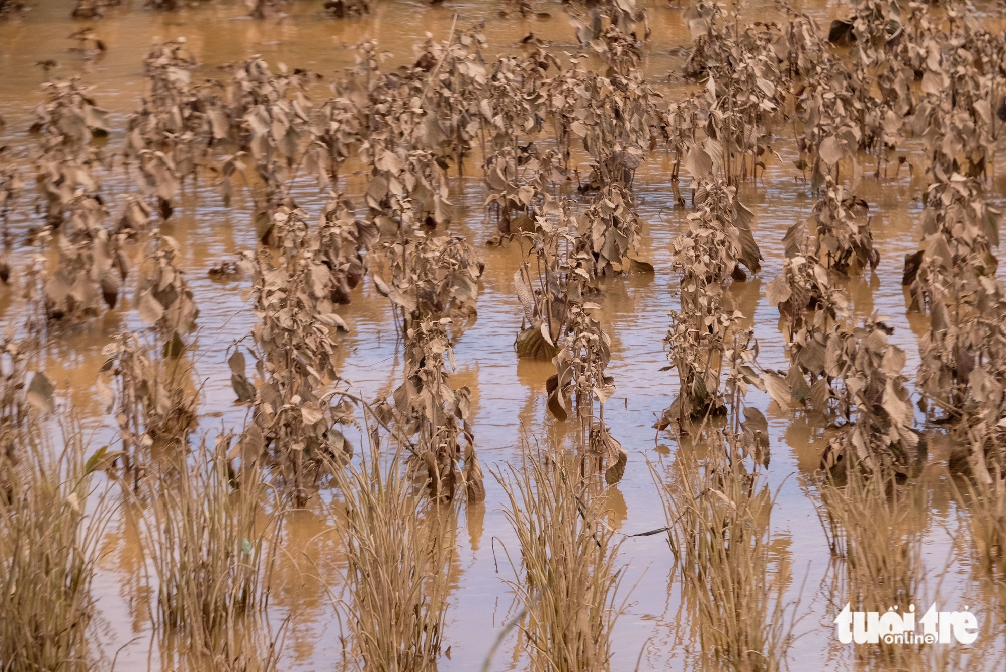 林同省最大蔬菜区在洪水后一片狼藉的景象令人心痛