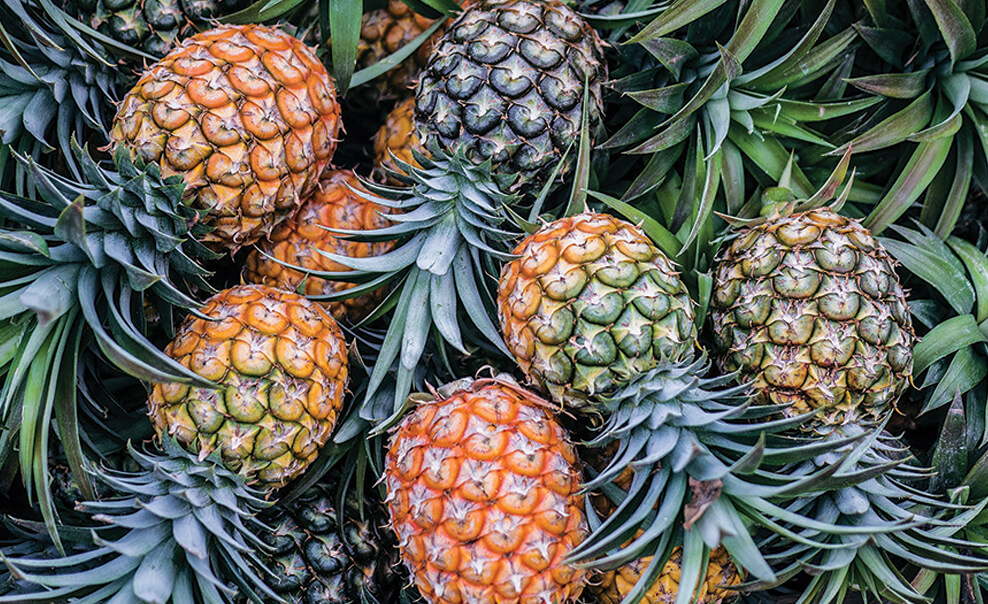 继香蕉之后，亿万富翁陈伯阳瞄准种植每颗320万越南盾的菠萝