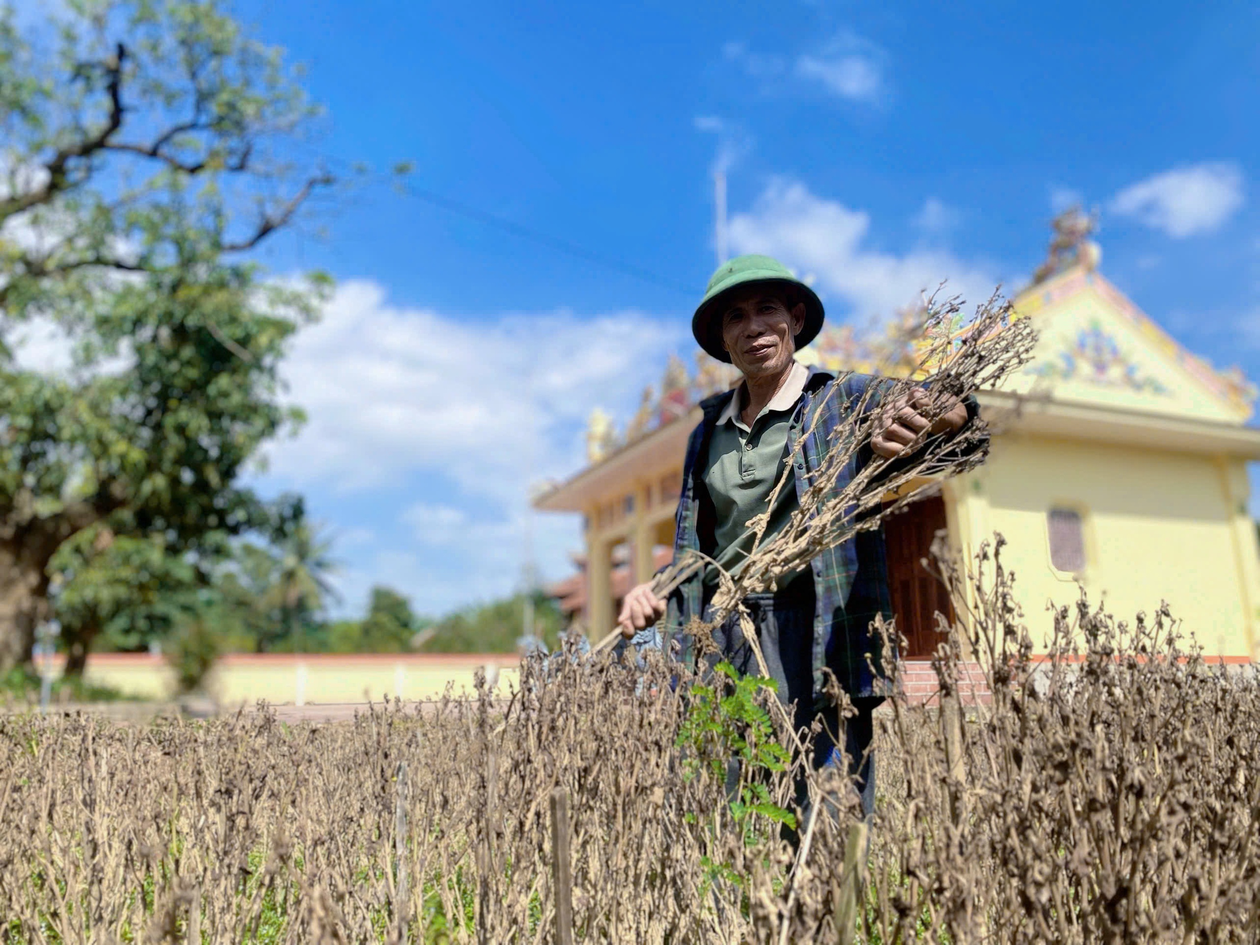 顺化农民在洪水后匆忙‘复活’春节花卉基地，争分夺秒赶上季节