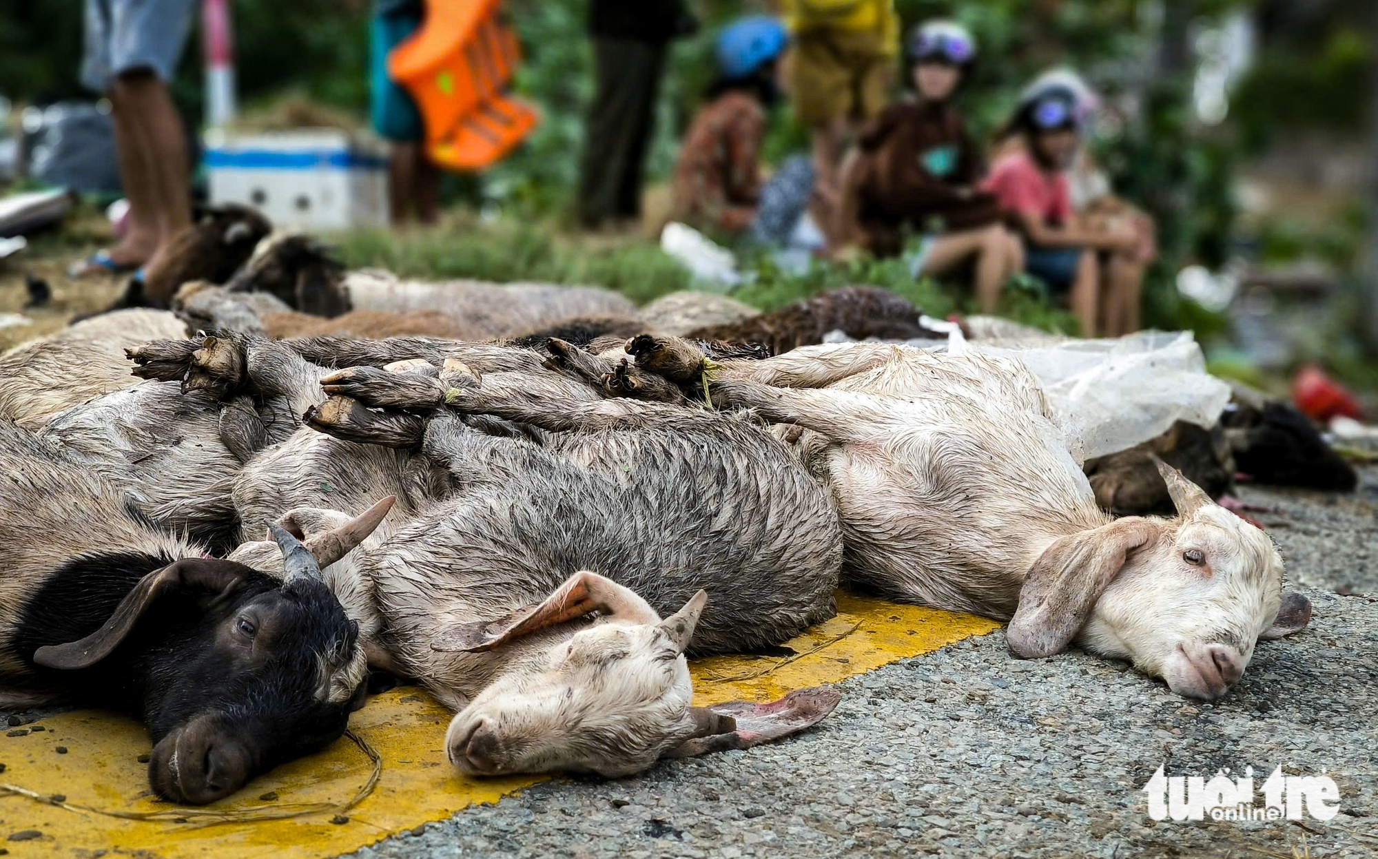 山羊和牛被冲入河流海洋，潘朗洪水中的泪水