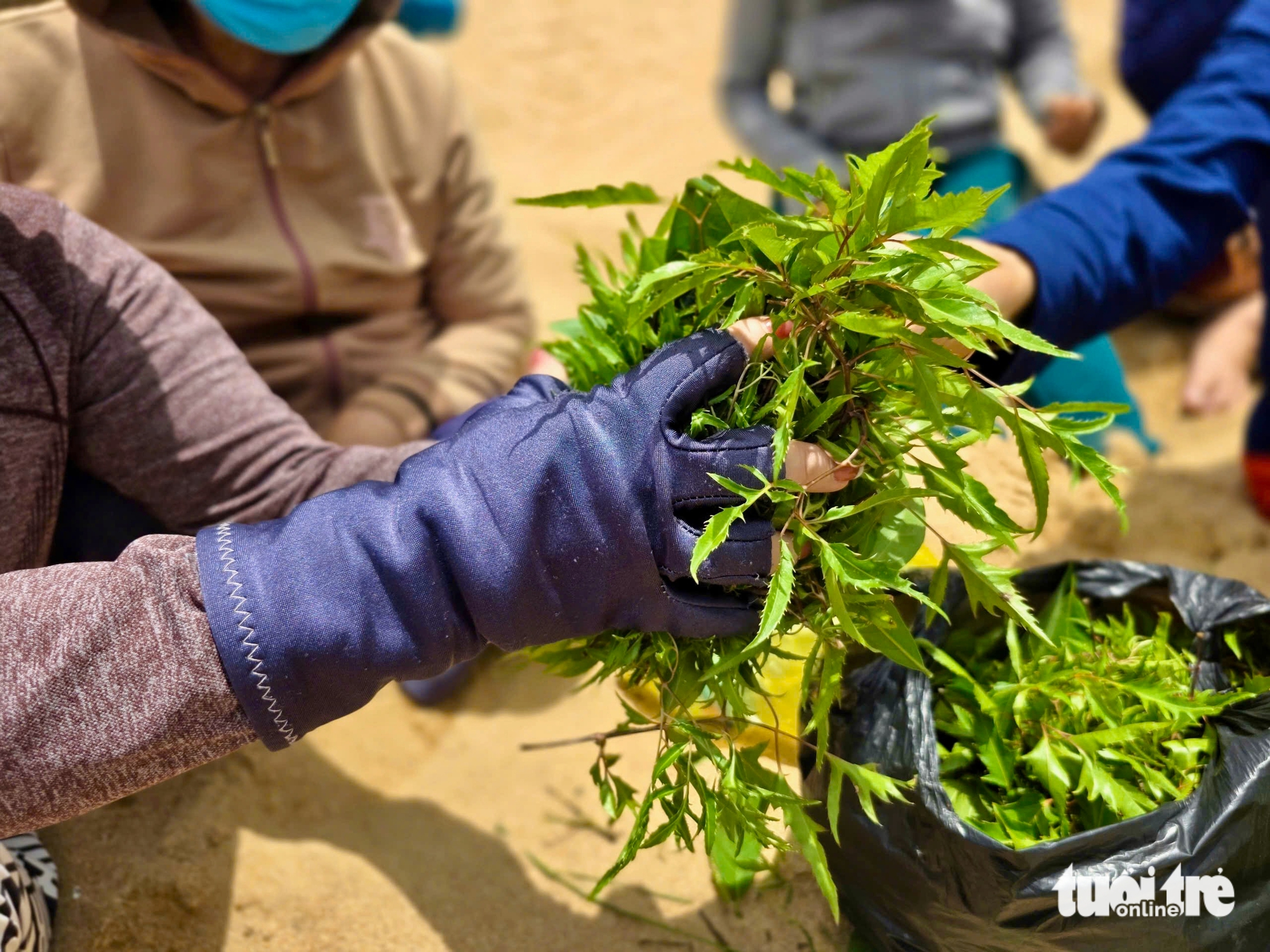 带着‘驱邪’的叶子涌入中午的端午节海滩