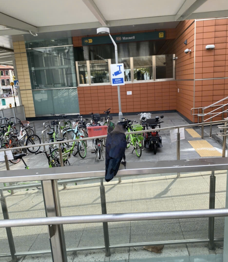 '新加坡这么干净...怎么这么多乌鸦？'