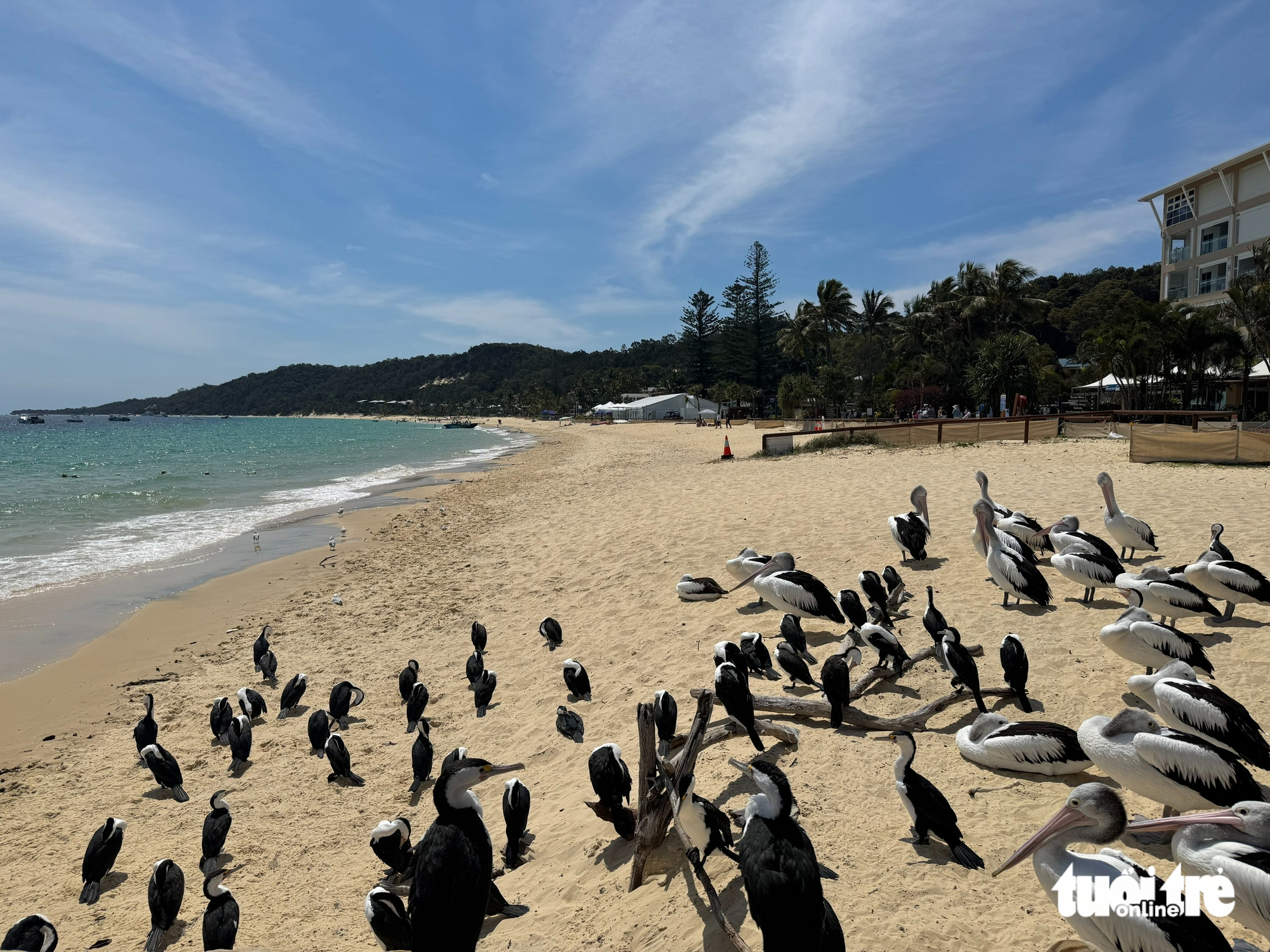 从故事桥到坦加卢马岛：触摸布里斯班心脏的旅程
