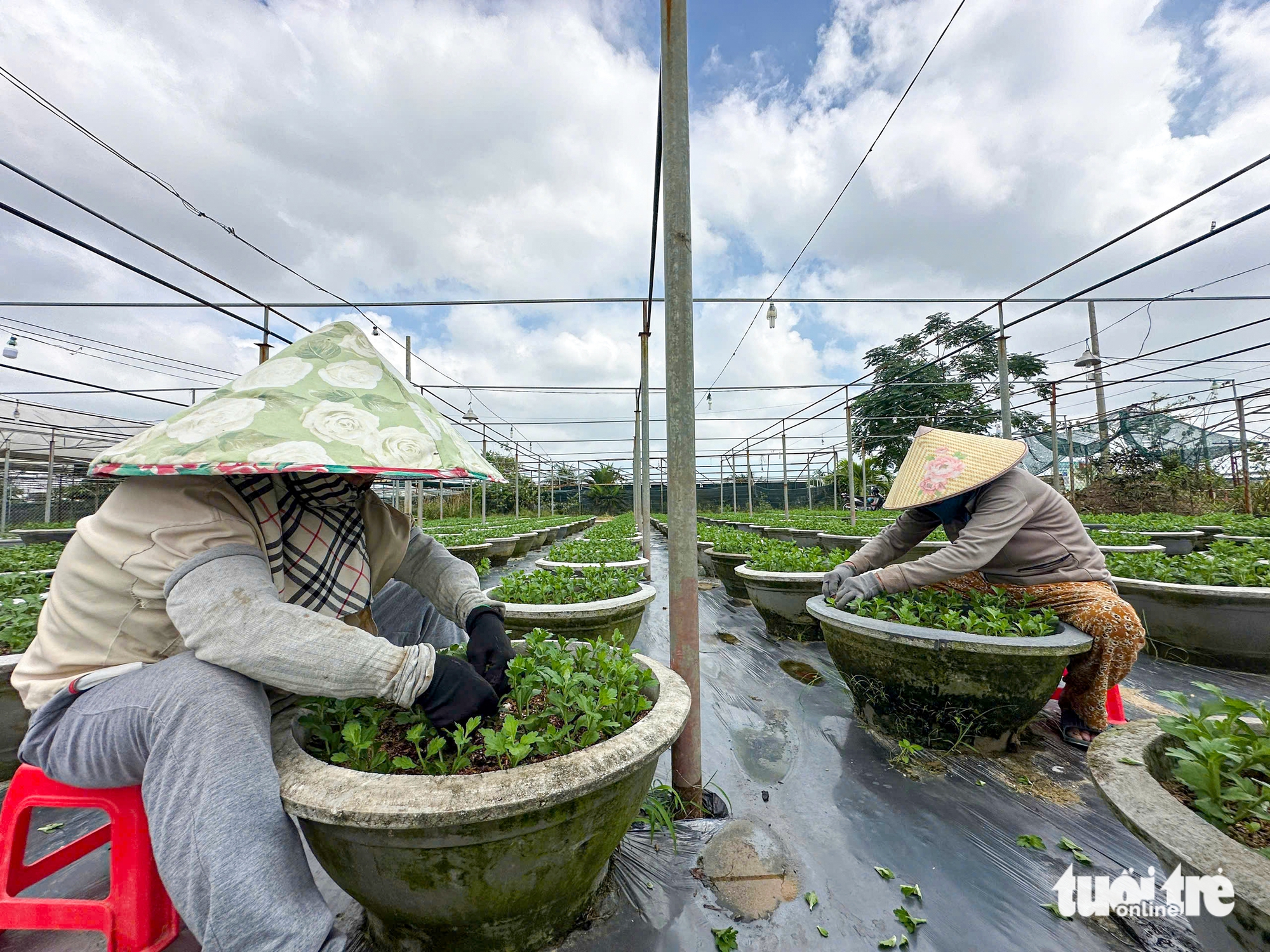 洪水过后，岘港花农忐忑预测春节市场