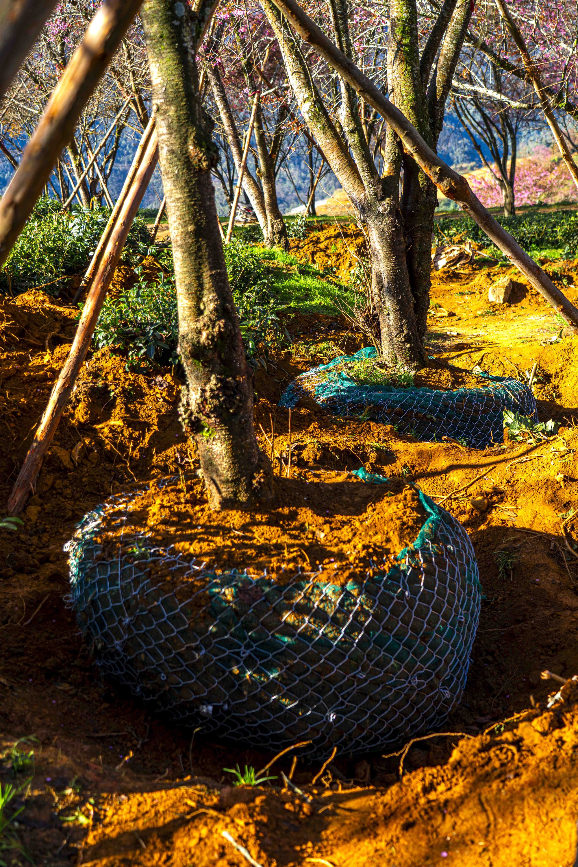 为什么北部最美的茶山樱花'森林'被挖走了？