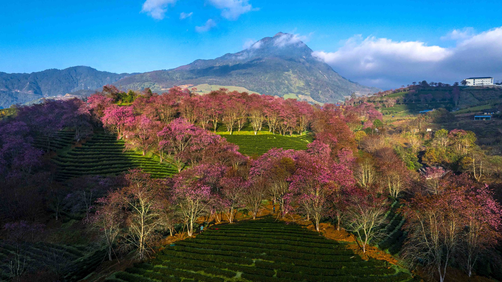 为什么北部最美的茶山樱花'森林'被挖走了？