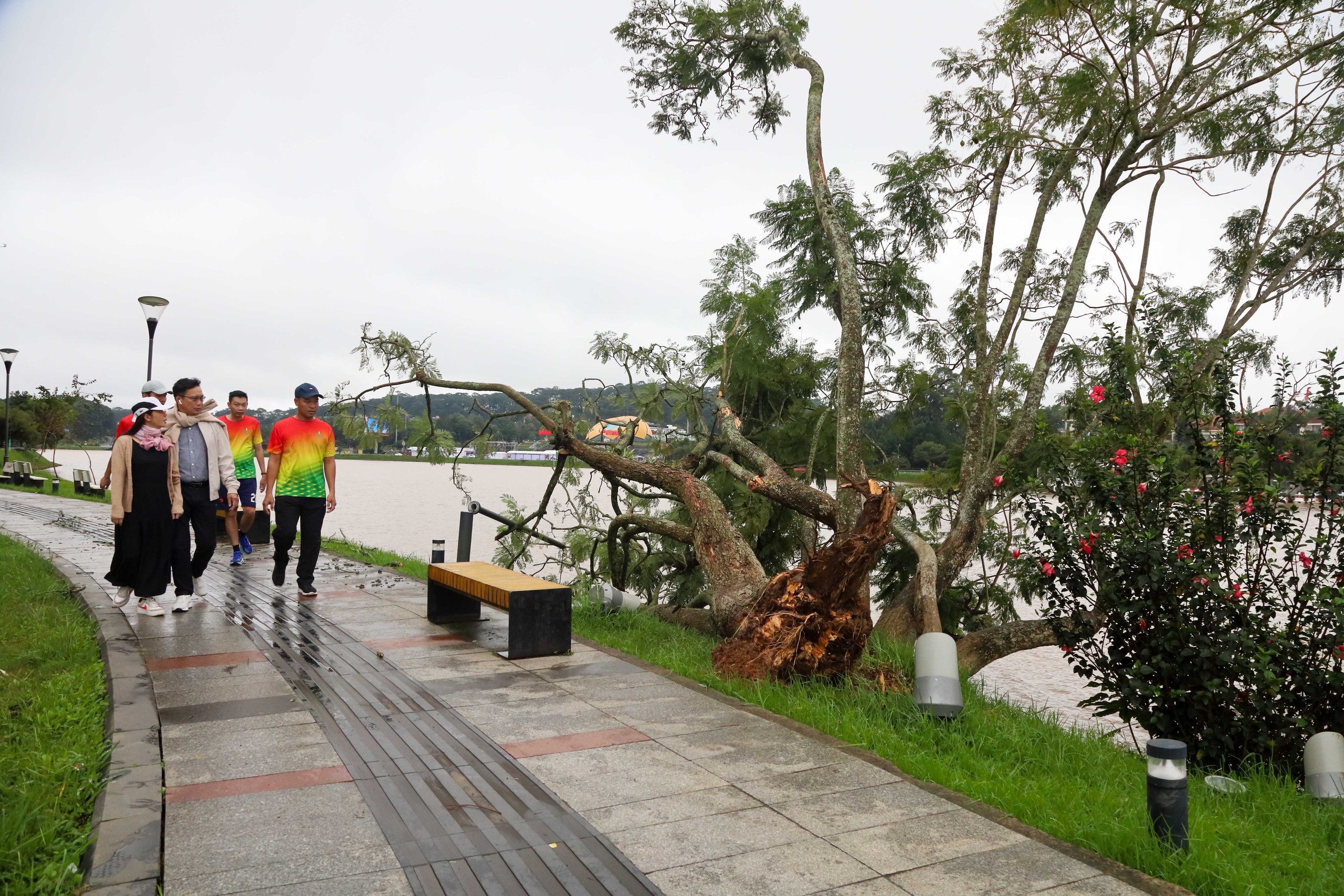 大叻春香湖紫薇树连根拔起，居民感叹‘记忆的一部分刚刚落下’