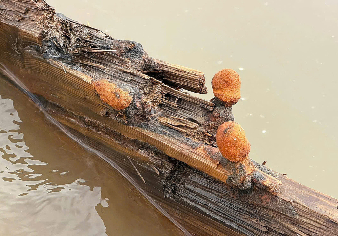 在会安海域发现古船残骸