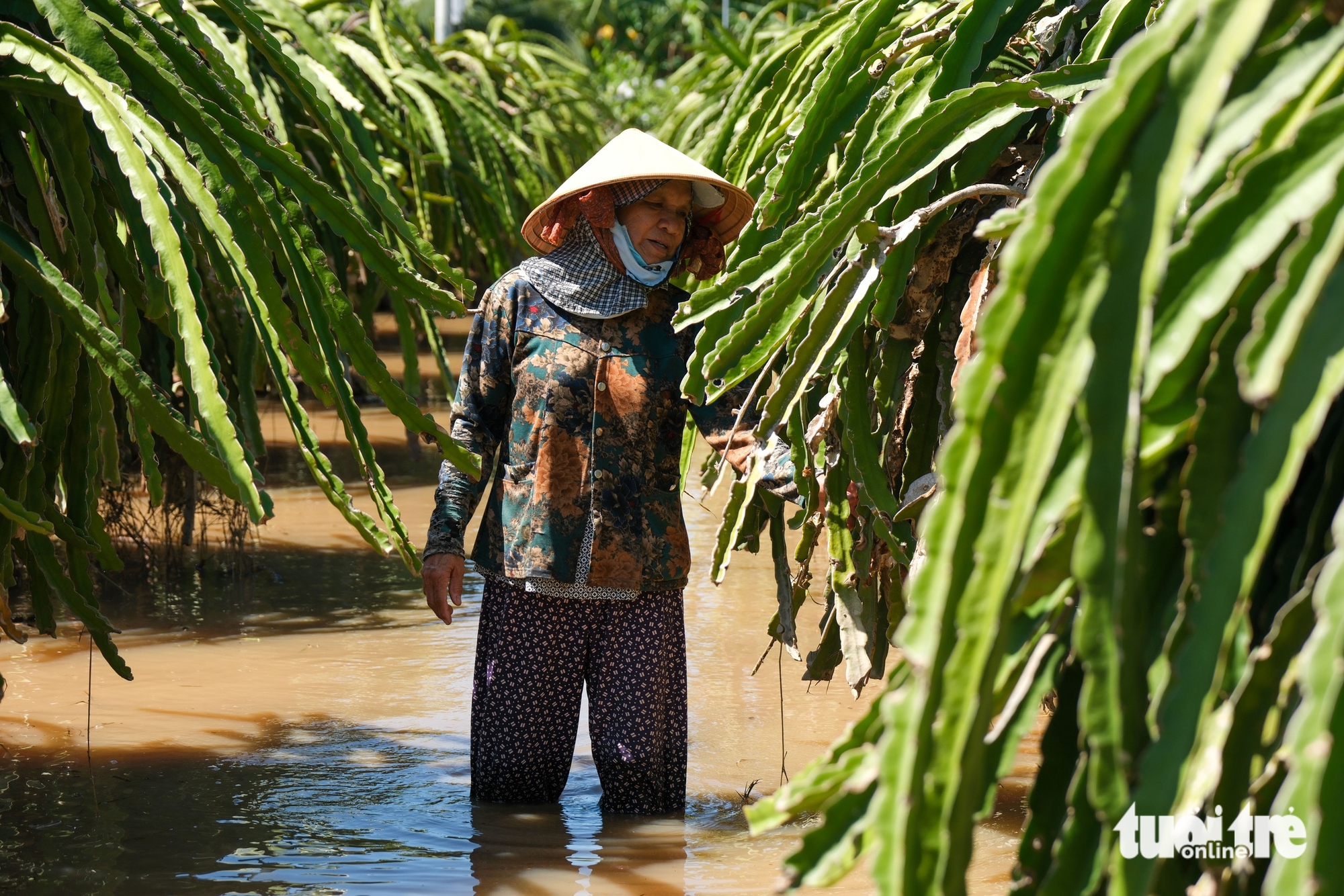 平顺火龙果园因洪水而损失惨重