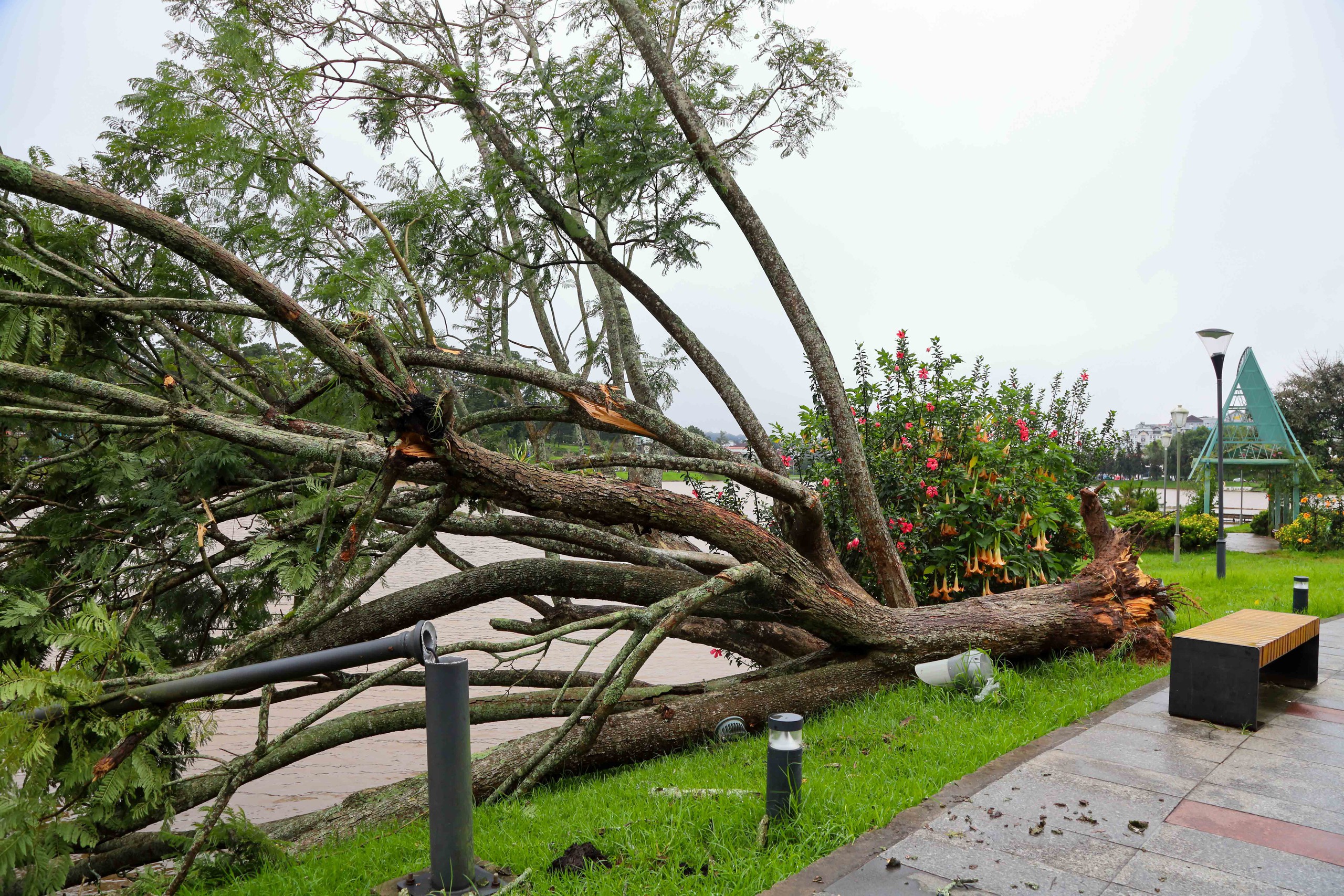 大叻春香湖紫薇树连根拔起，居民感叹‘记忆的一部分刚刚落下’