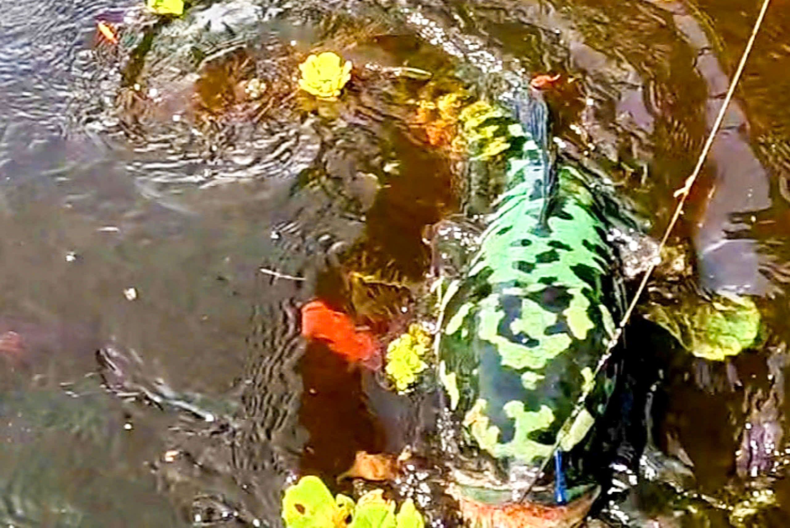 前往U Minh Thượng鱼窝观看民众捕捉黑鱼