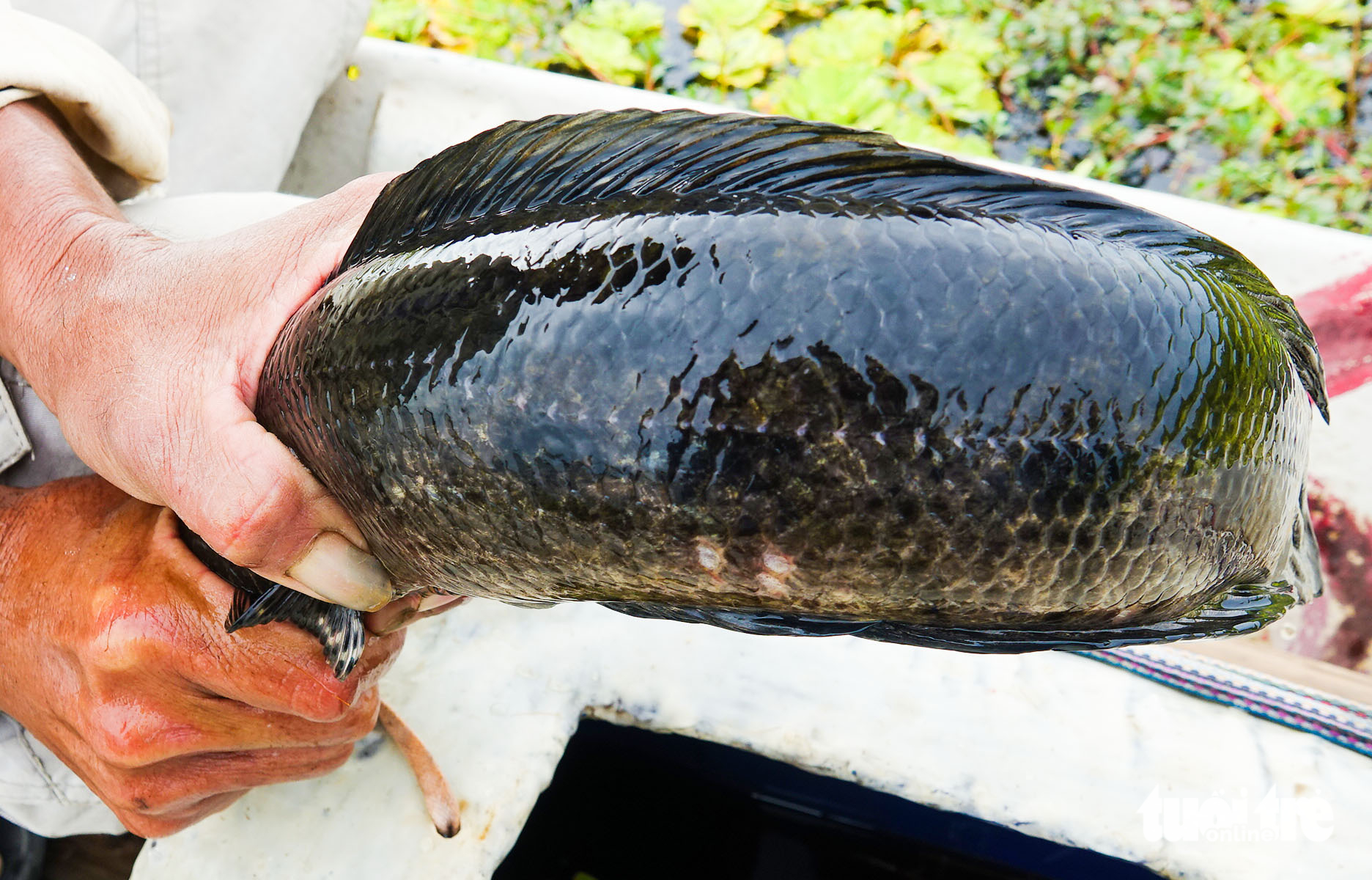 前往U Minh Thượng鱼窝观看民众捕捉黑鱼