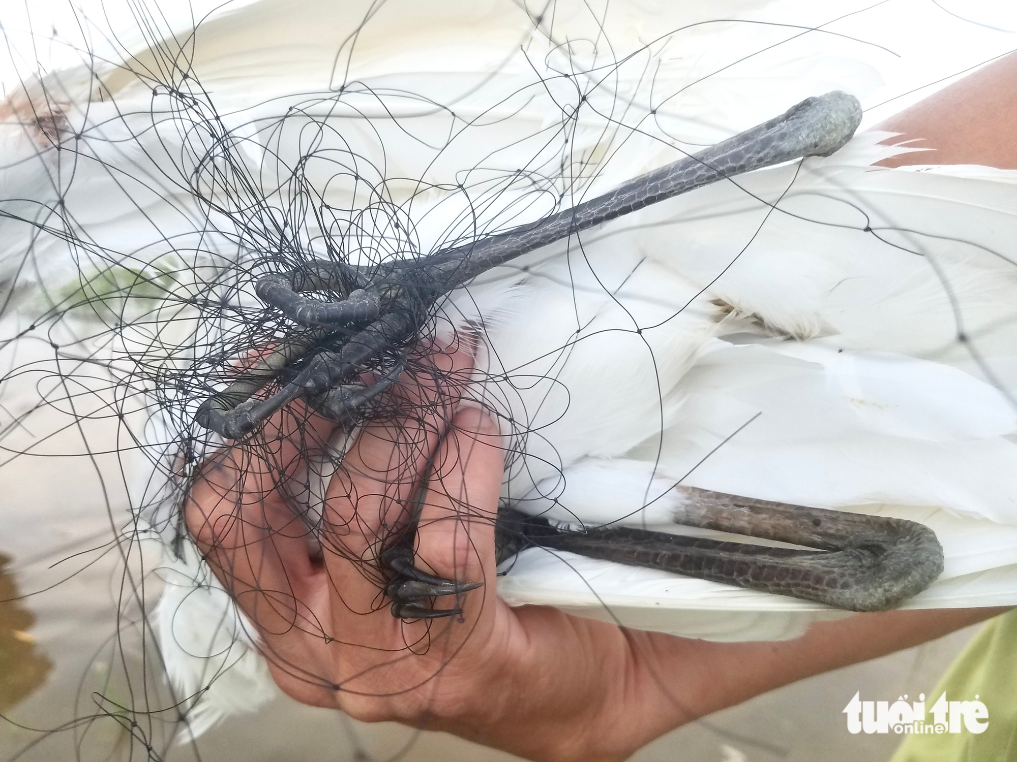 鸟类在迁徙路上的悲惨死亡