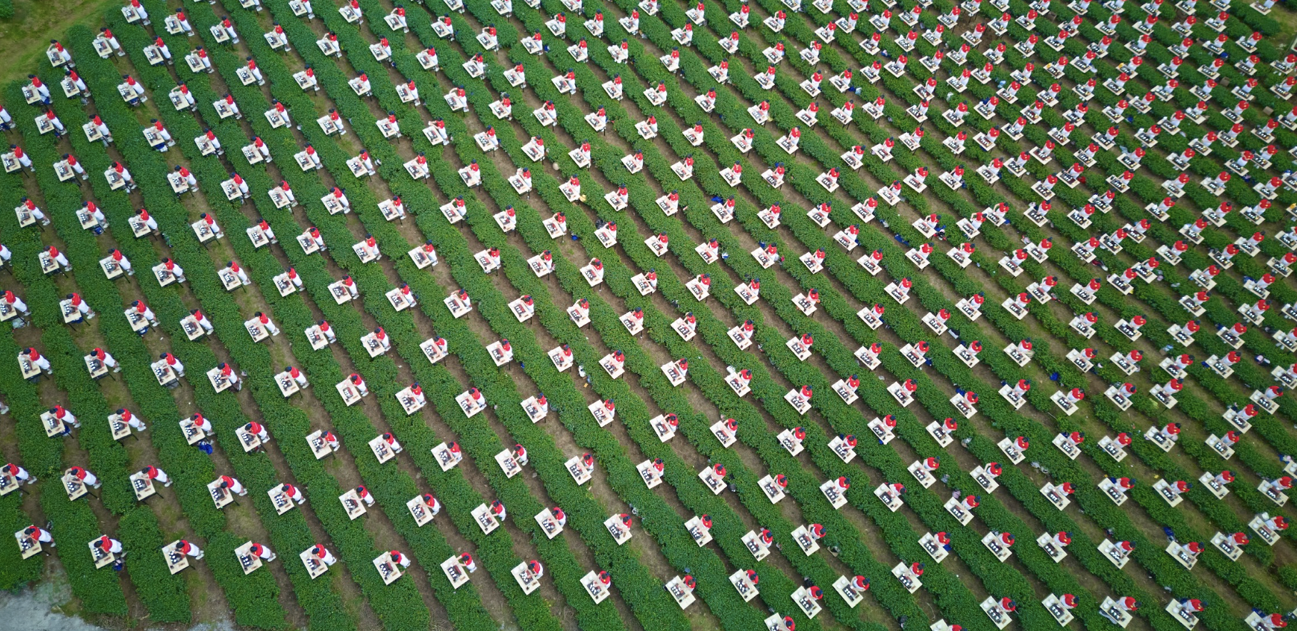 1,111名'茶娘'在茶山上同步献茶表演，提名越南纪录