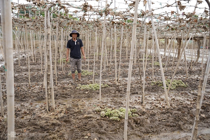 宁顺葡萄之都在历史性洪水后遭受严重损失