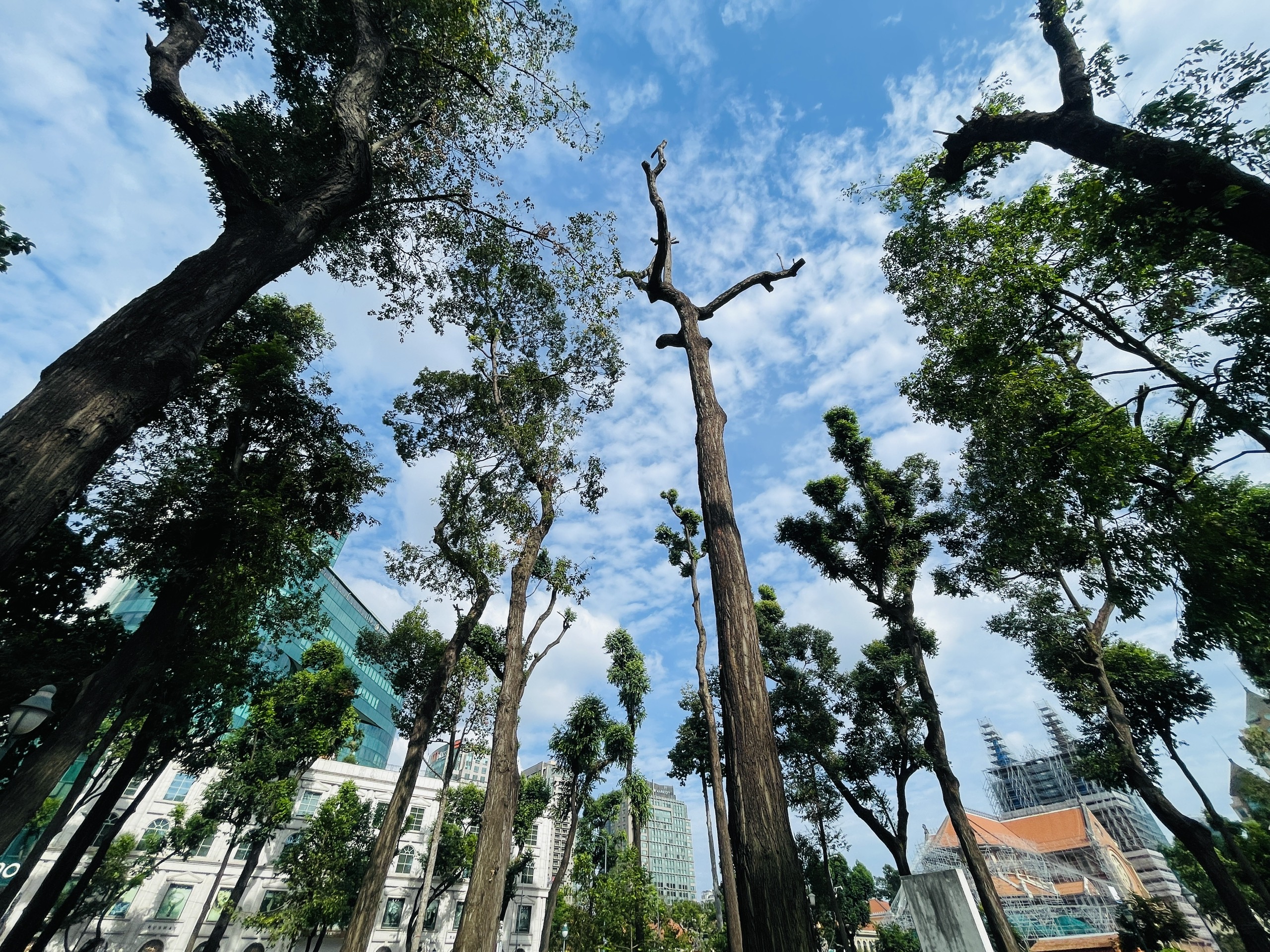 胡志明市：为何30-4公园的树木被修剪得像电线杆一样光秃秃的？