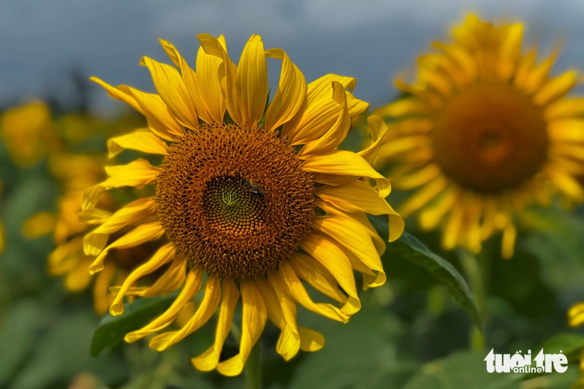 HD天空】温暖梦境金空云团金色梦幻云雾_视频素材下载, image size:2340x1560