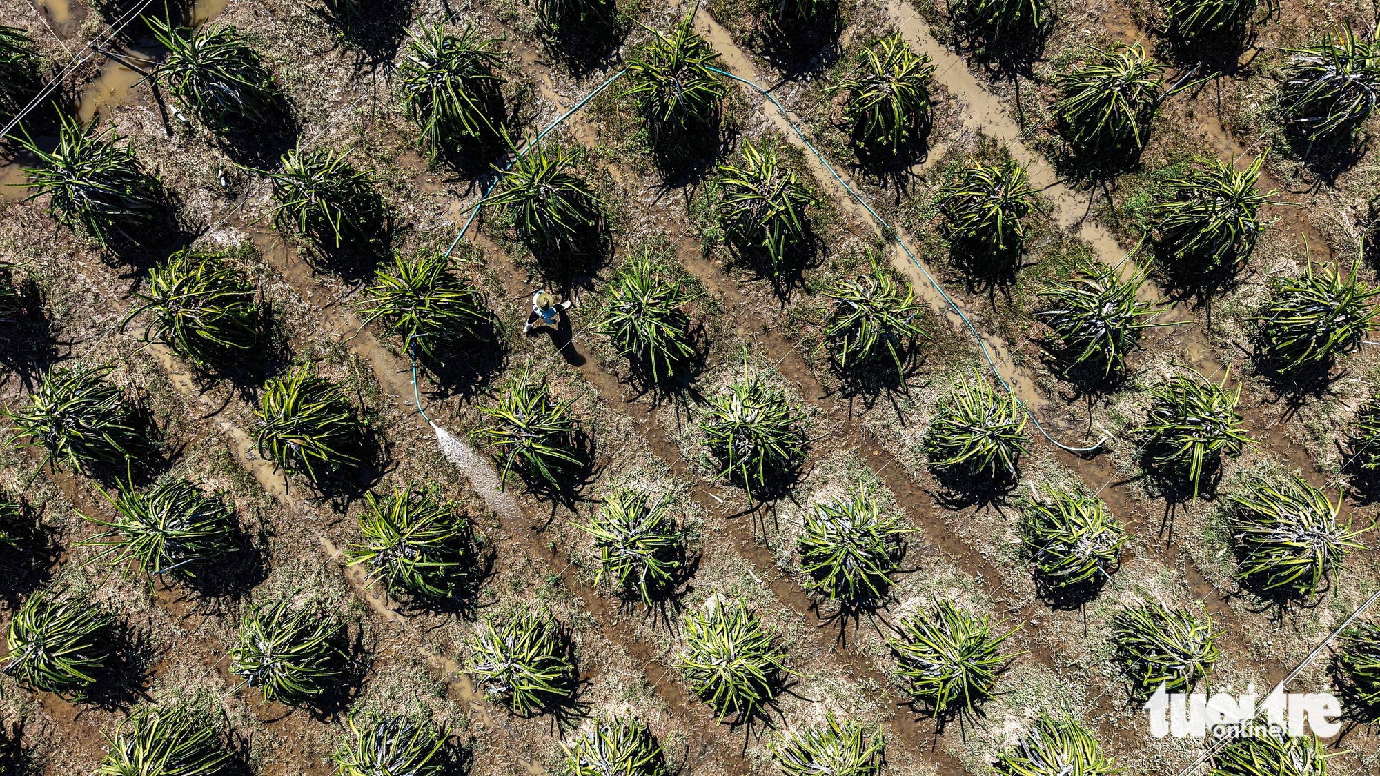 平顺火龙果园因洪水而损失惨重