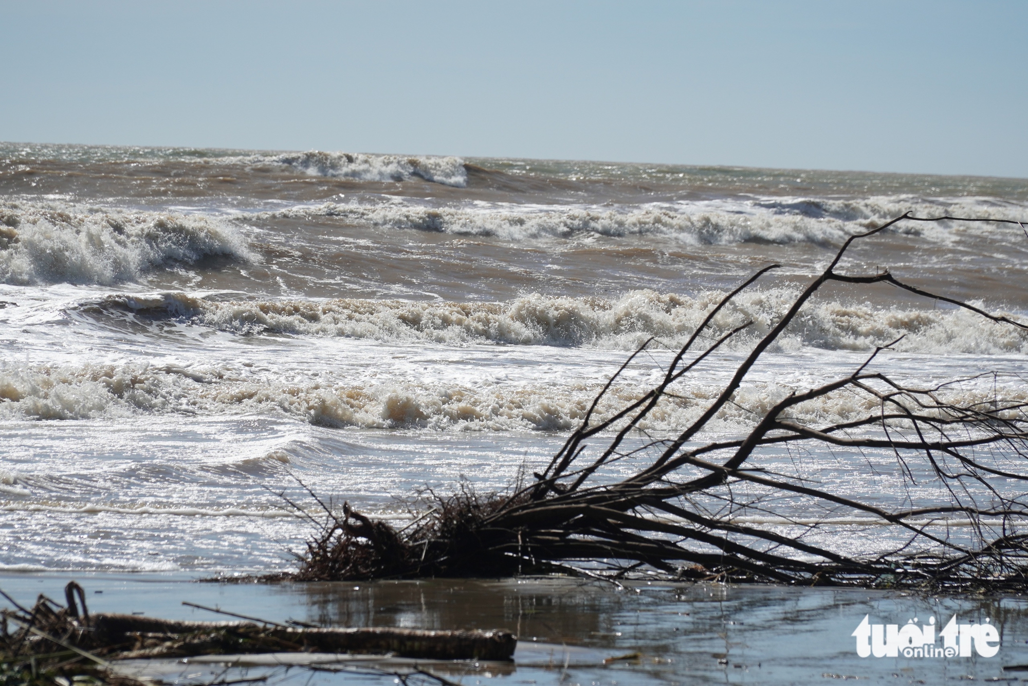 广南省海边数十年的松树被大浪连根拔起