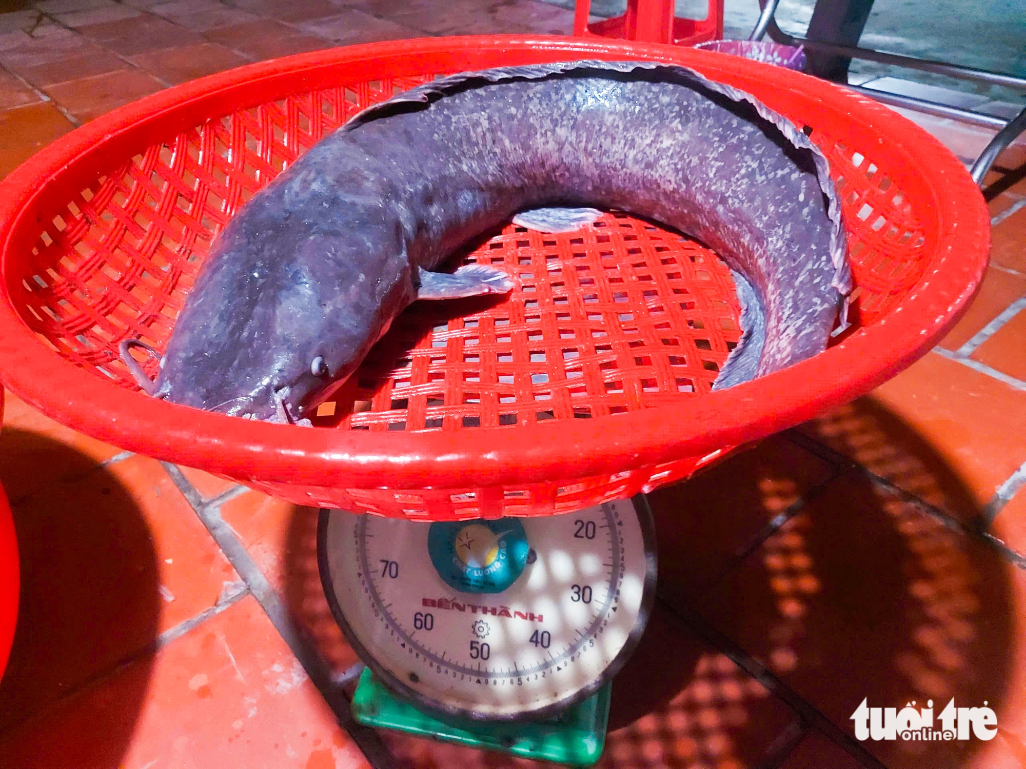 洪水季节渔民撒网捕获巨型鲶鱼群，有鲶鱼长近1米重8公斤