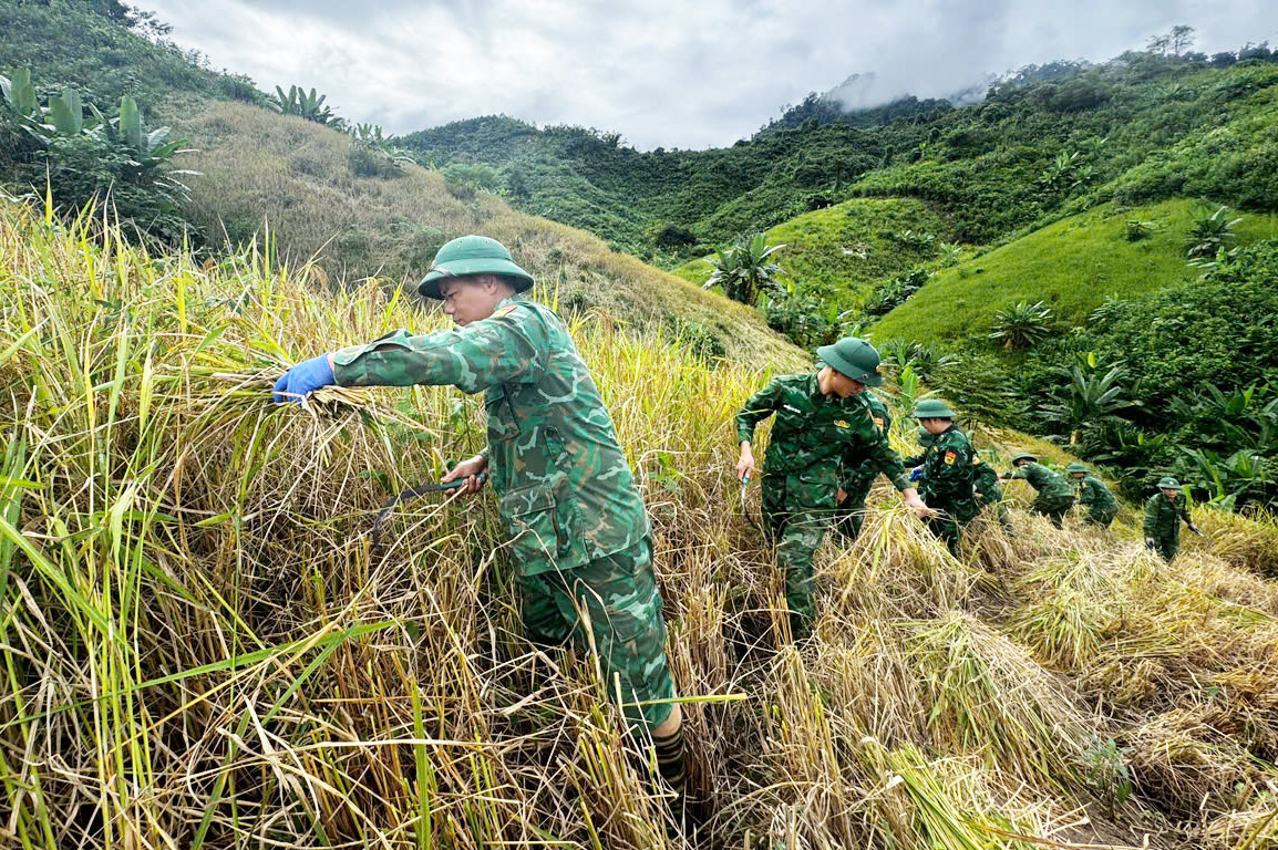 边防部队帮助民众收割水稻以躲避台风，加固房屋