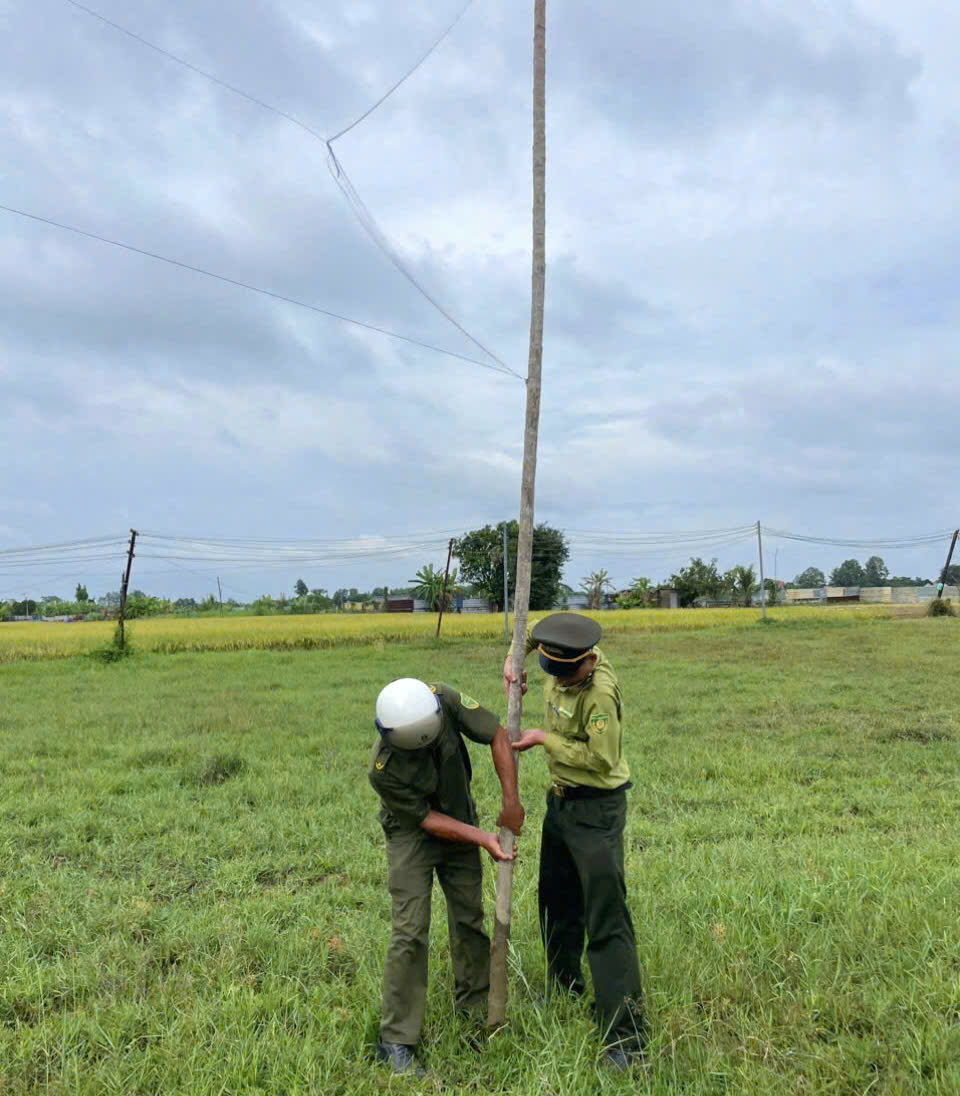 胡志明市森林保护部门拆除盛汇岛500米捕鸟网