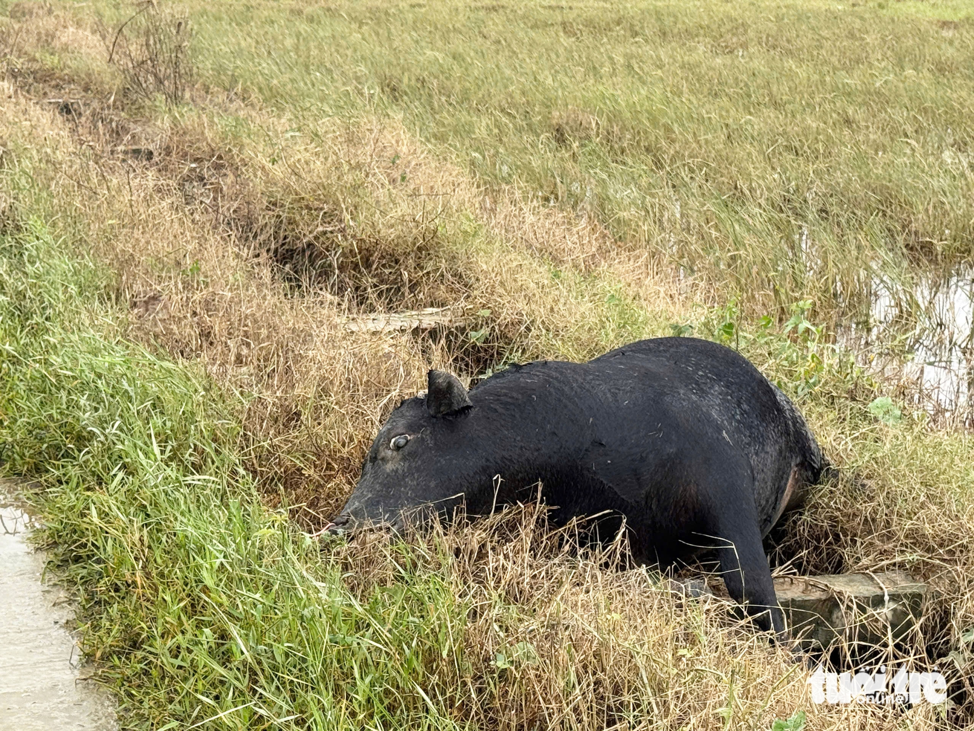 洪灾中心和盛：阮氏凝在废墟中点燃炉火，燃起希望