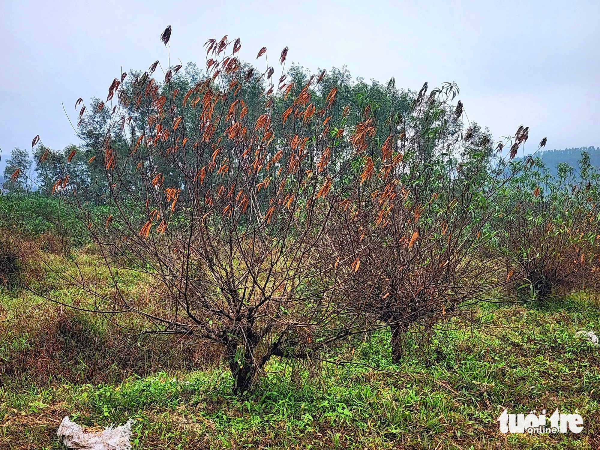 河静省桃花之都居民因桃花大规模死亡而担心失去春节收成