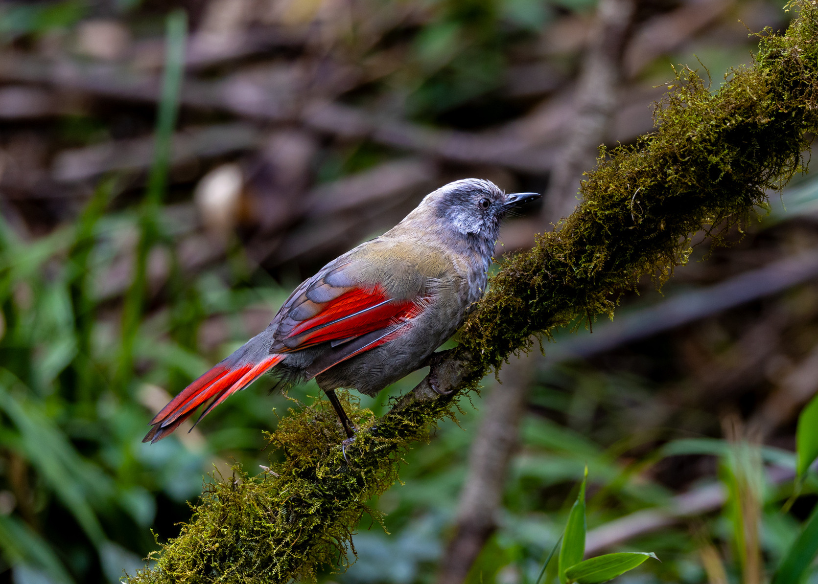 在番西邦峰上艰难寻找稀有鸟类的旅程