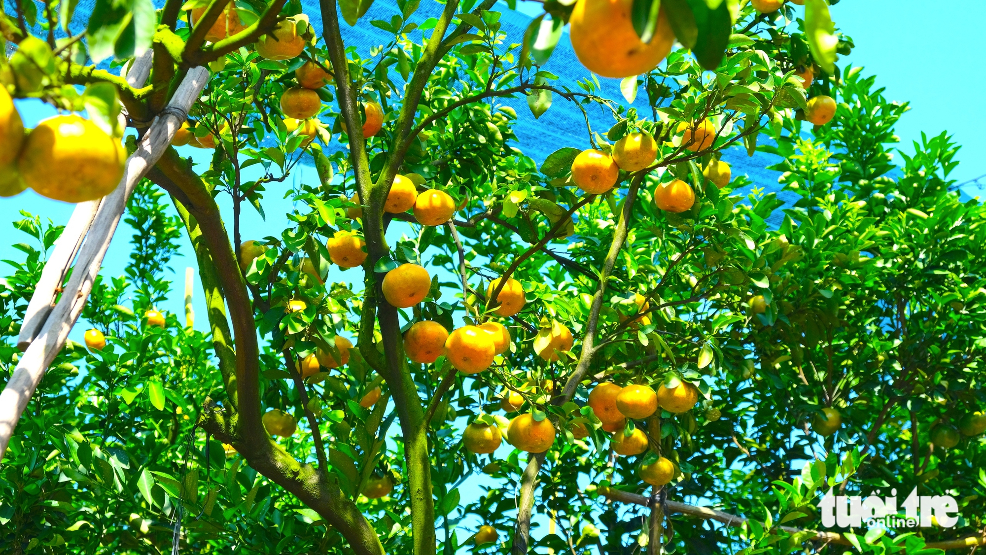 同塔省果农忙于春节柑橘季并开放迎客参观