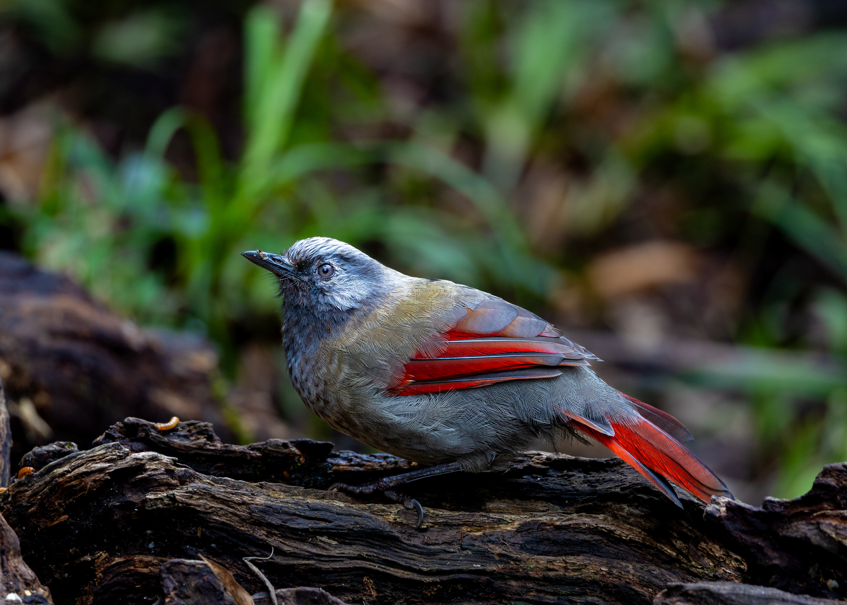 在番西邦峰上艰难寻找稀有鸟类的旅程