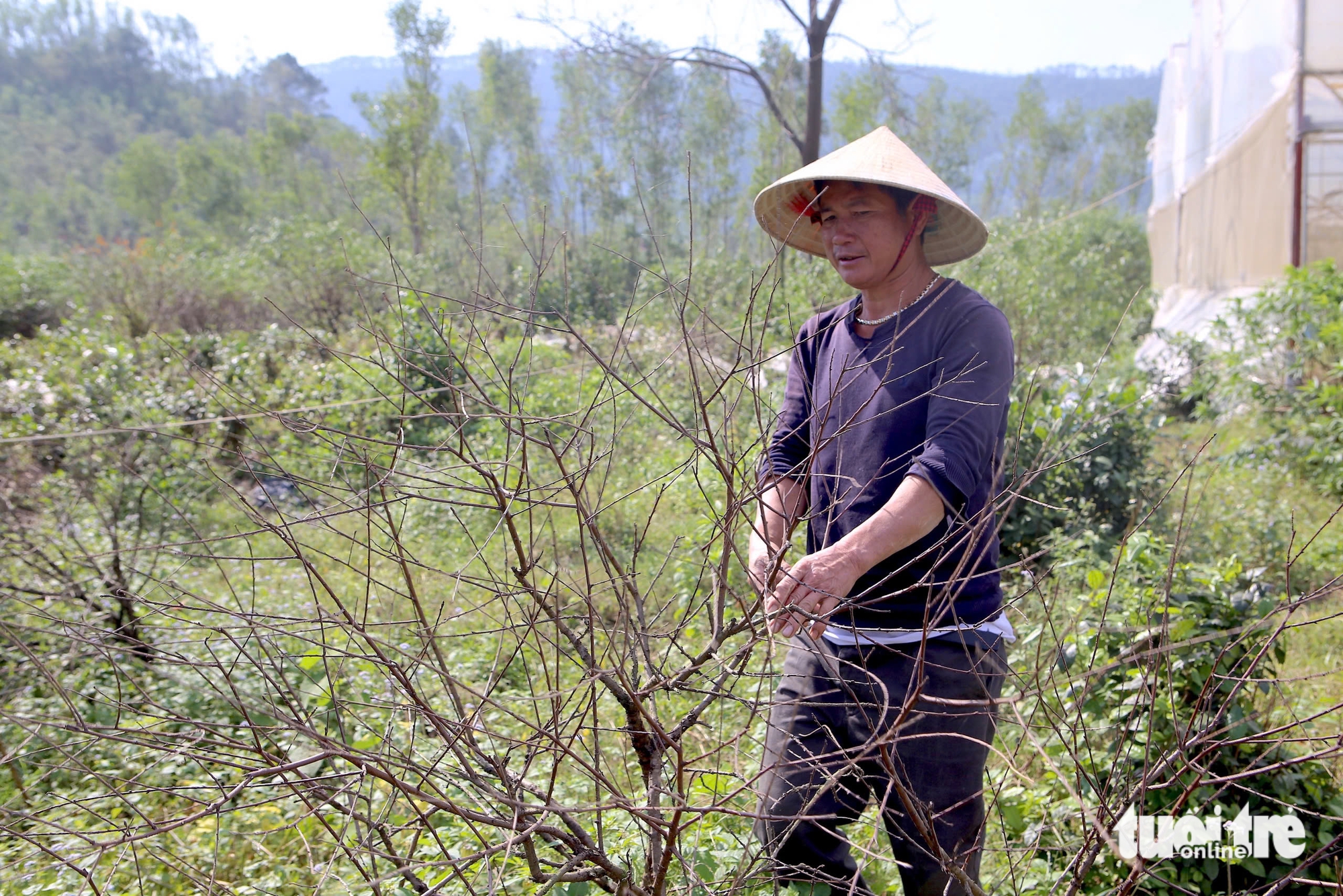 河静省桃花之都居民因桃花大规模死亡而担心失去春节收成