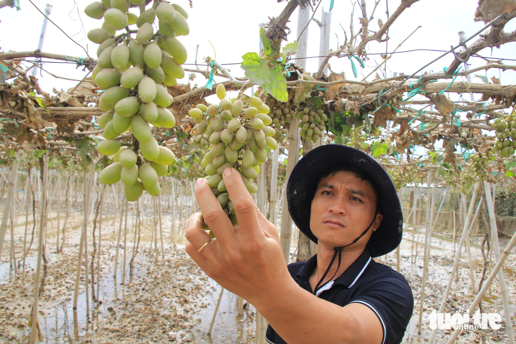 潘朗葡萄洪水过后：昔日青翠田野如今枯萎，幼果悬挂摇曳