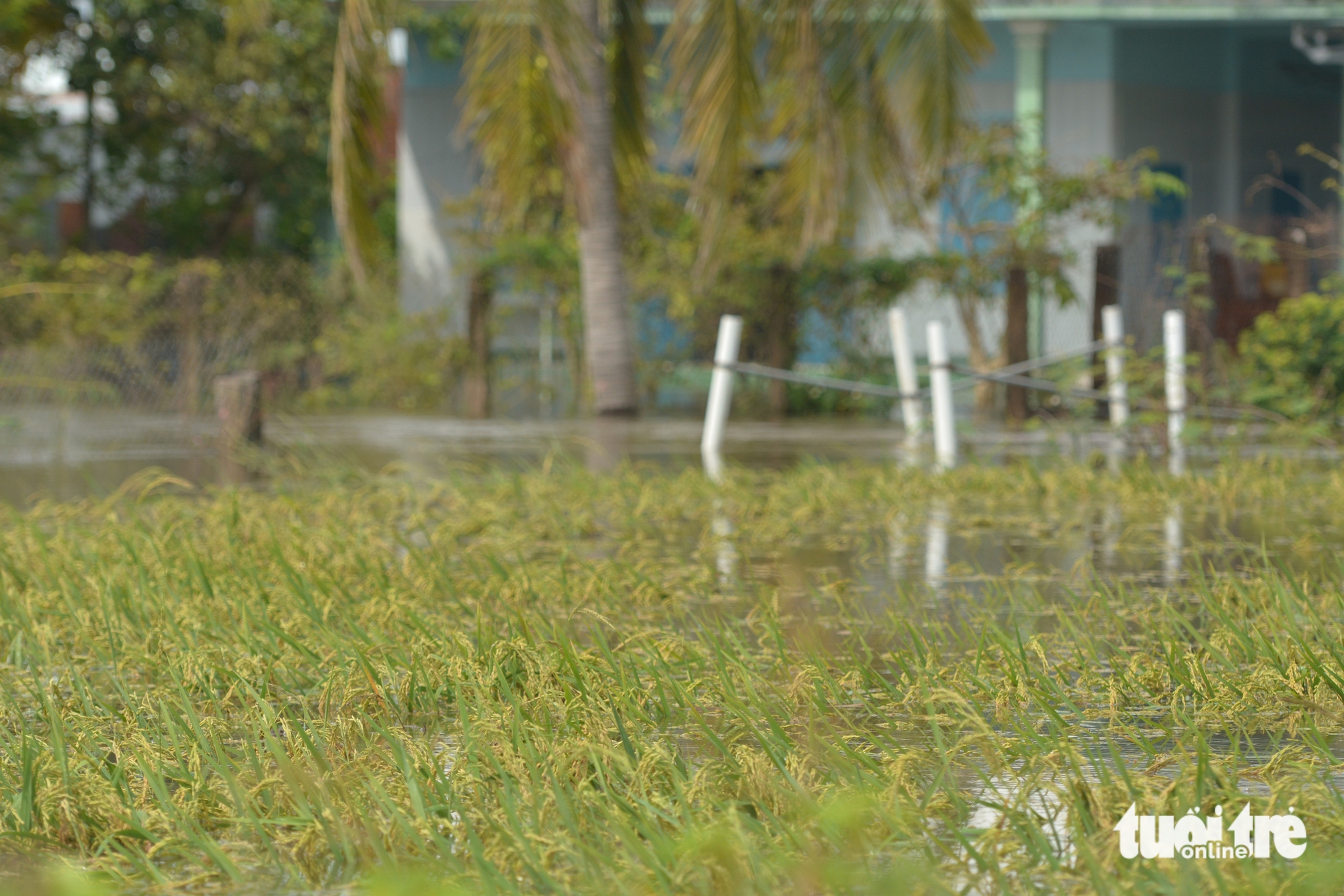 平顺省旧区洪水：‘昨晚刚清理完，今早水又涌来淹没房屋’