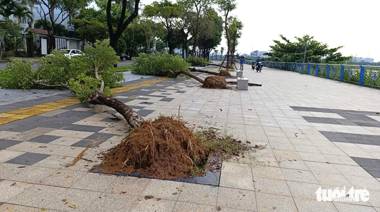 岘港河畔人行道上的树木连根拔起，遍地倒下