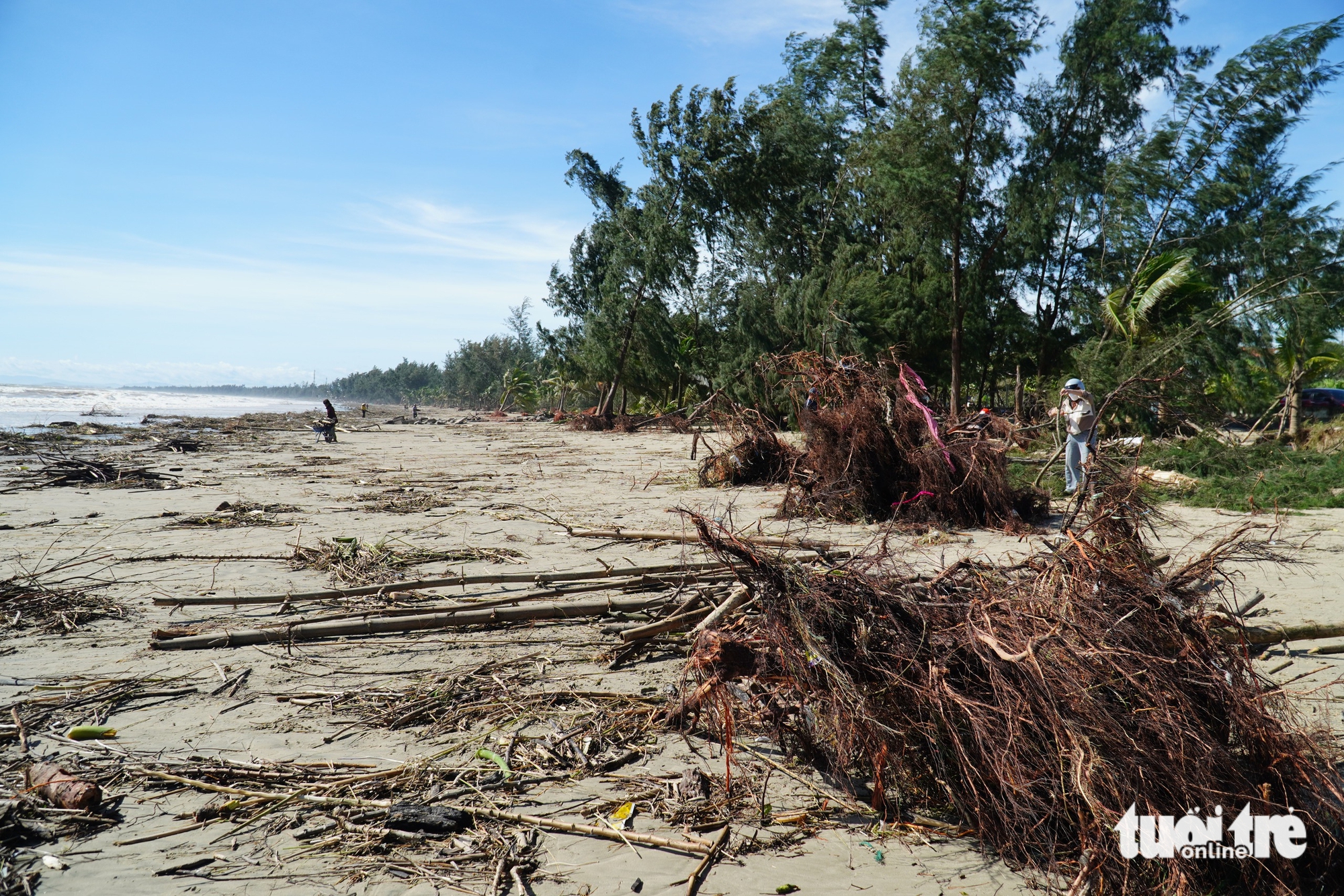 广南省海边数十年的松树被大浪连根拔起