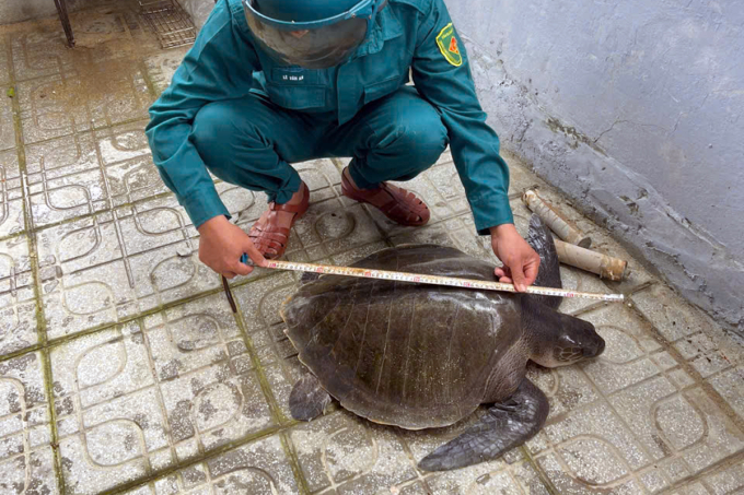 渔民捕获重达17公斤的玳瑁