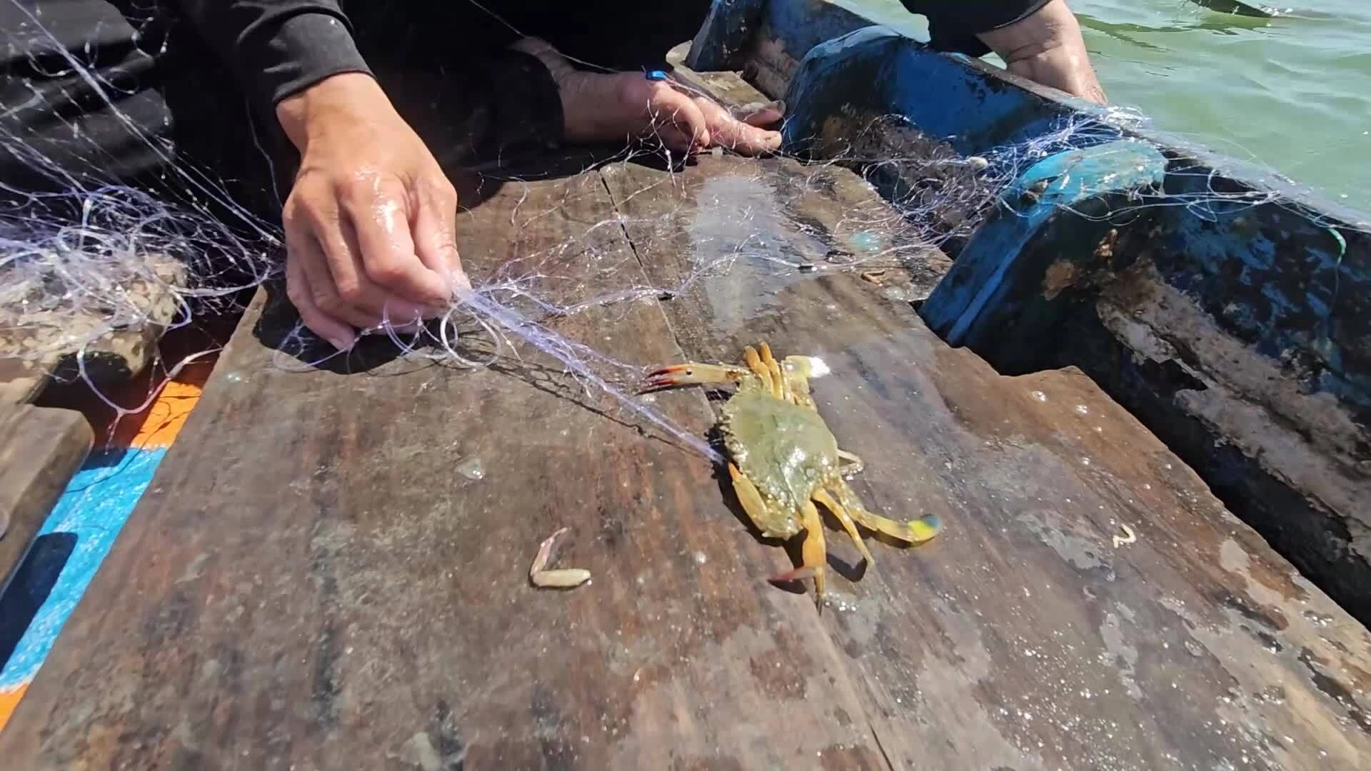在长江上撒网捕蟹