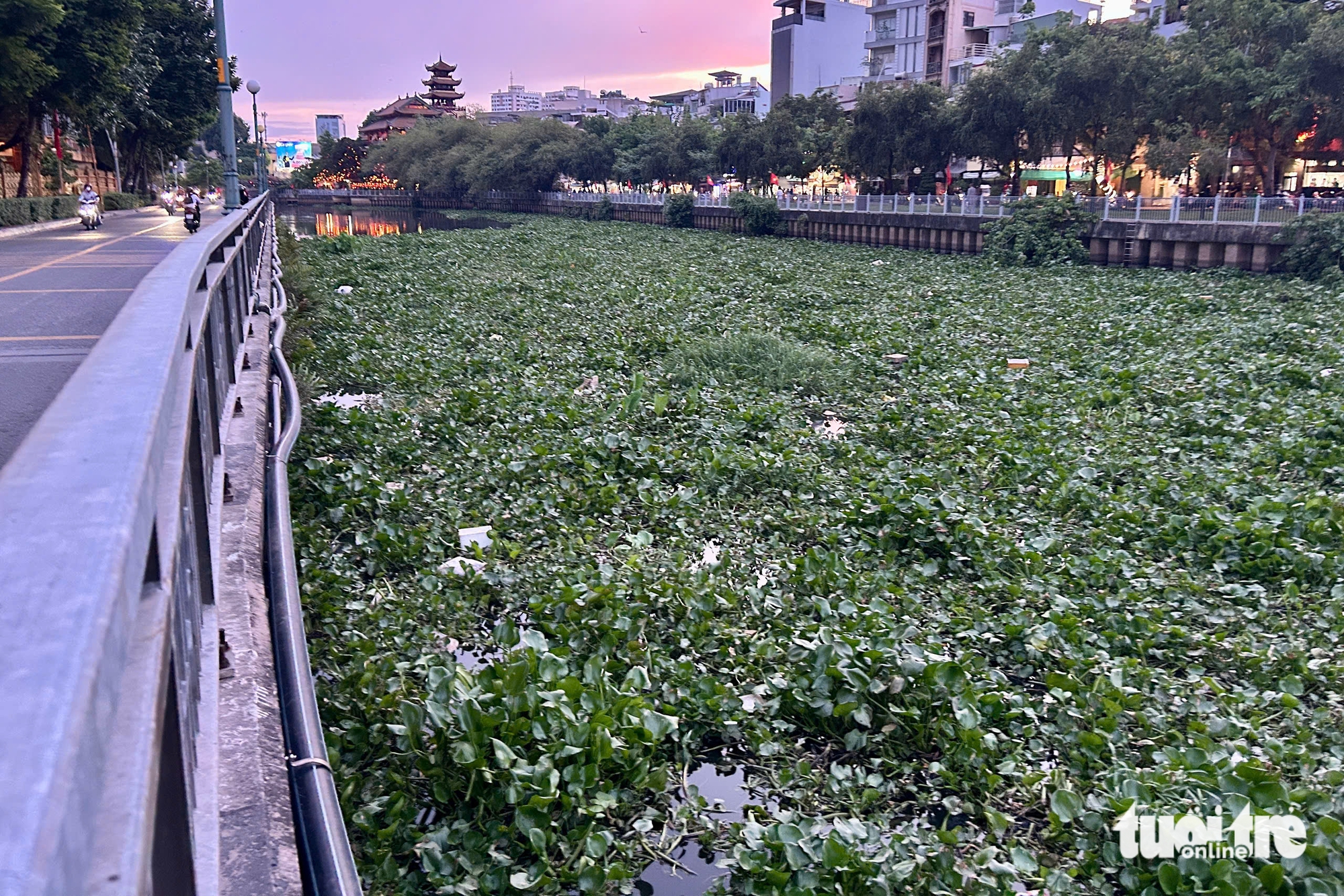 水葫芦覆盖了Nhiêu Lộc运河的许多段，每天打捞近9吨