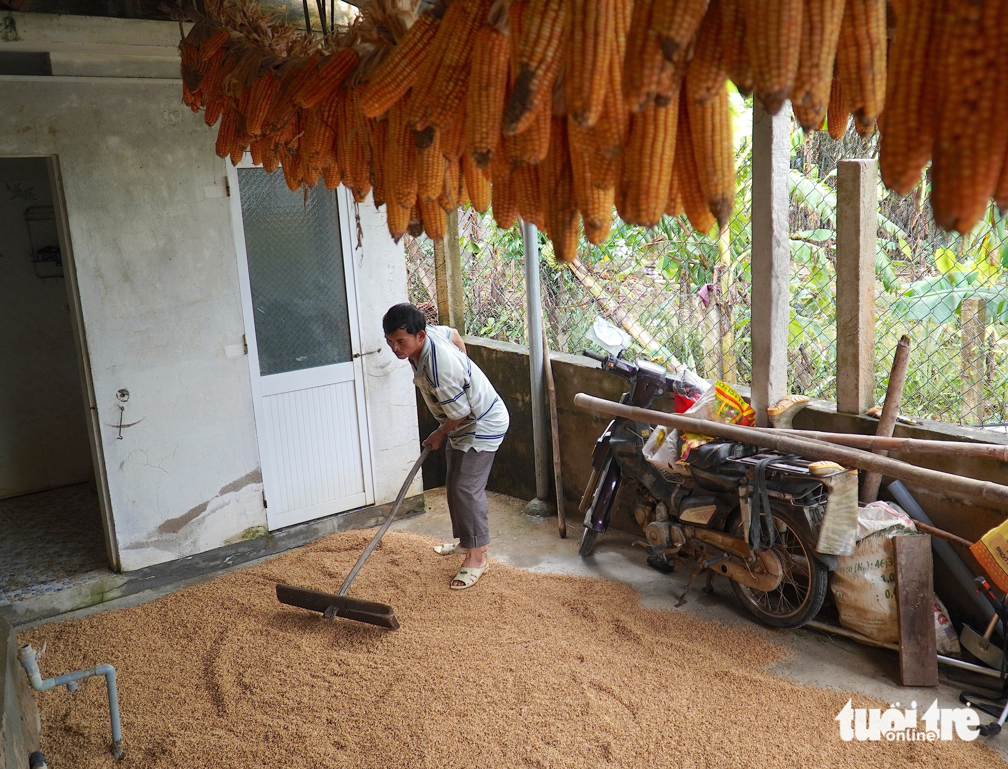 救援大米还没来得及吃就被洪水淤泥淹没，居民捡拾残留物