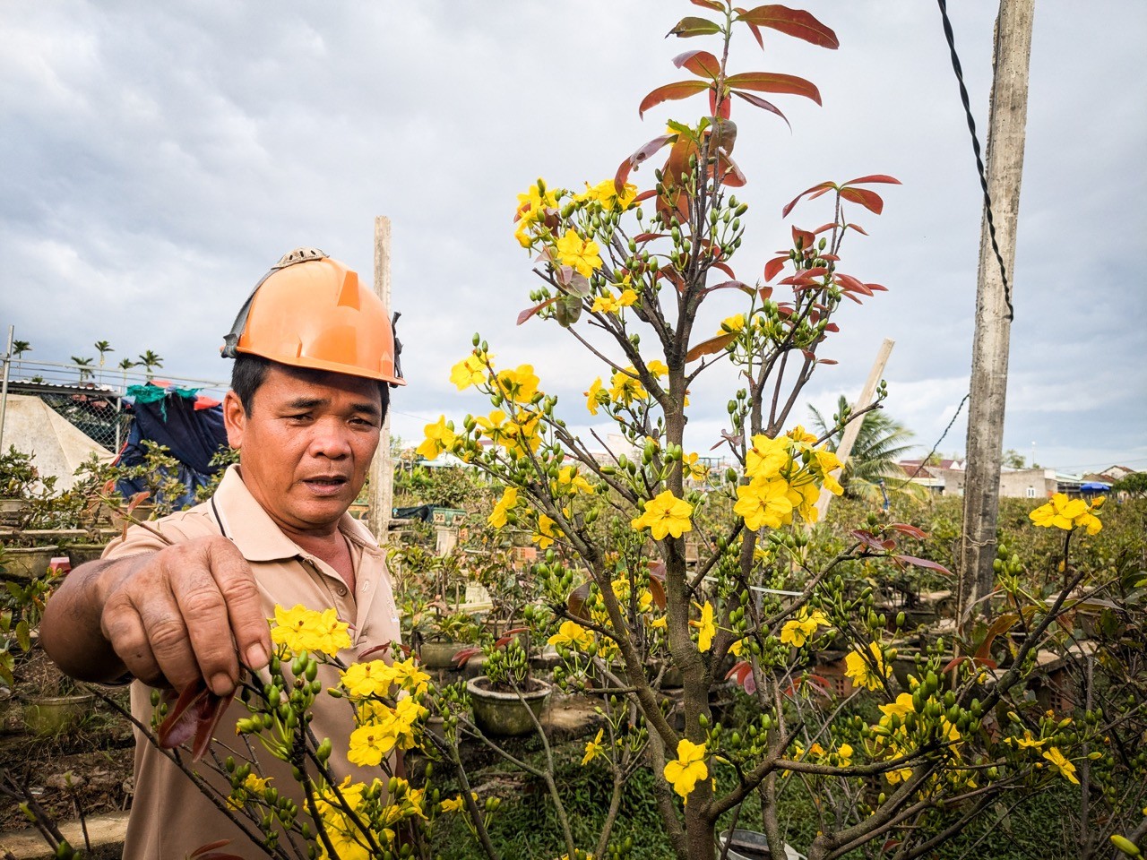 中部春节花卉‘首都’一片狼藉