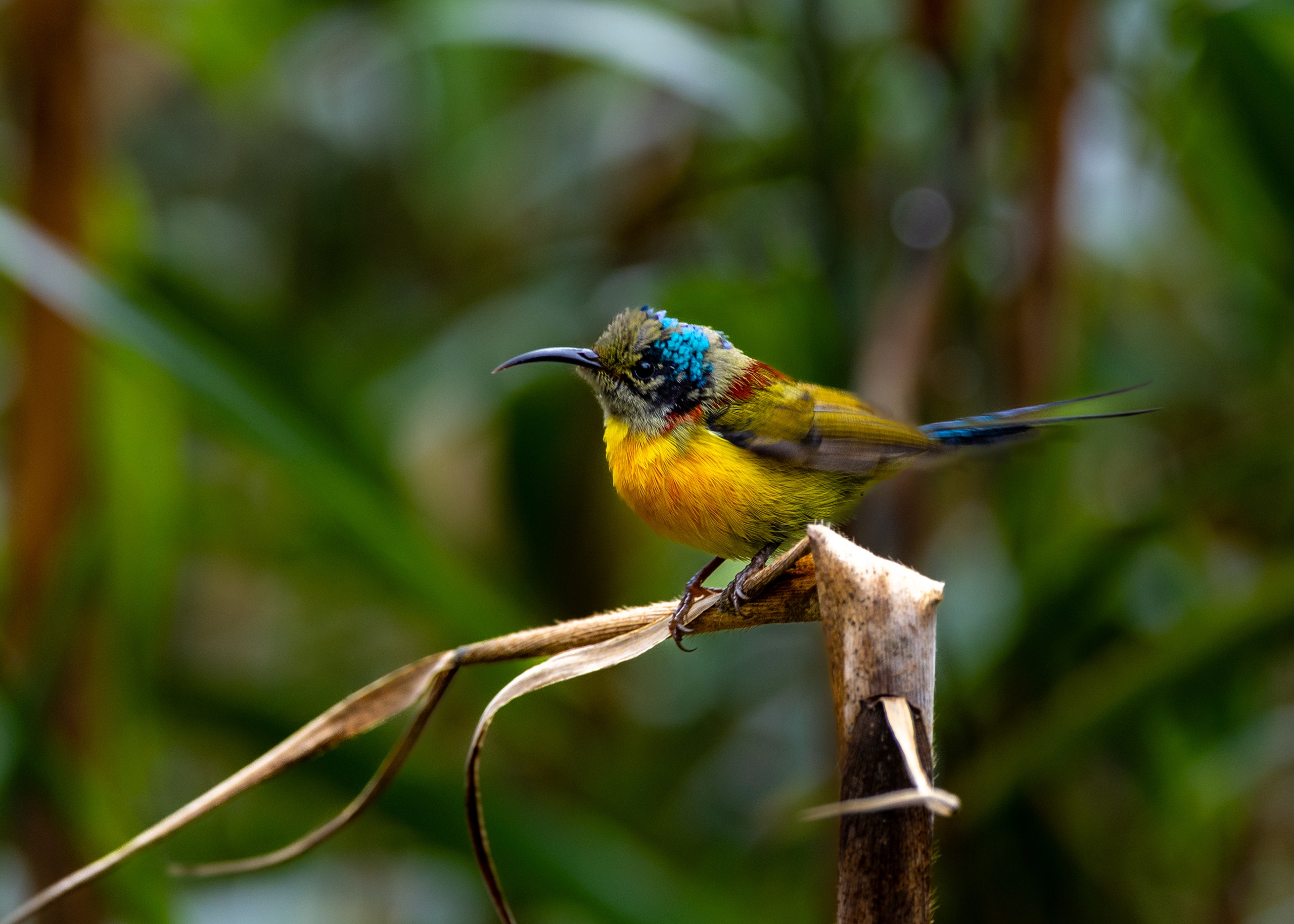 在番西邦峰上艰难寻找稀有鸟类的旅程