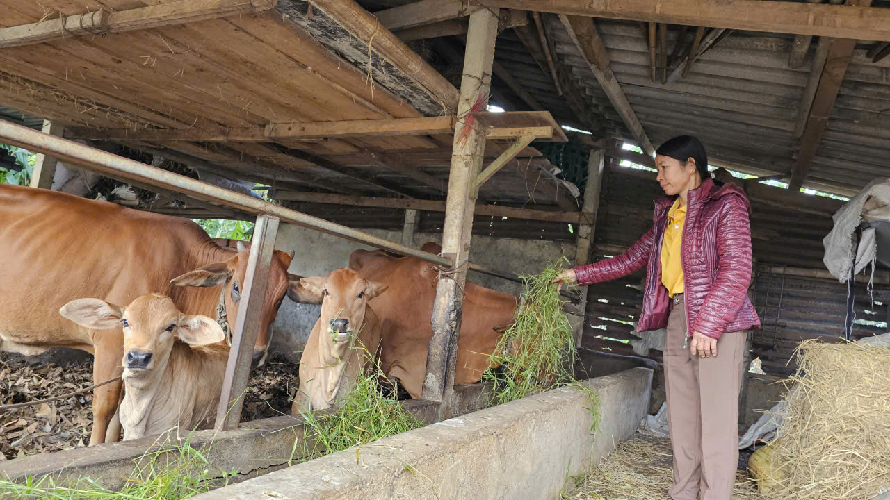 无息贷款，按时还款的农民额外获得400万越南盾