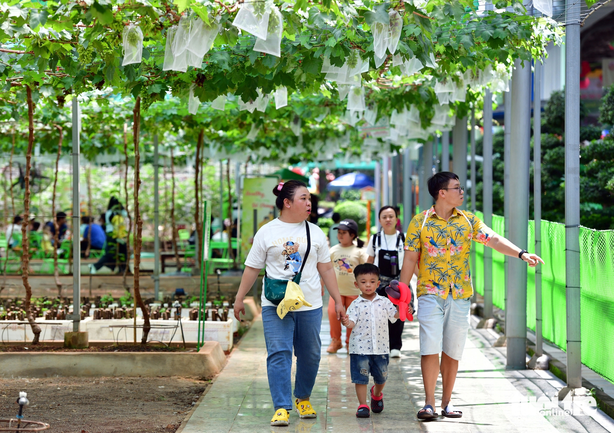 2025年南部水果节汇聚数百种特色水果，6月1日即吸引大量游客
