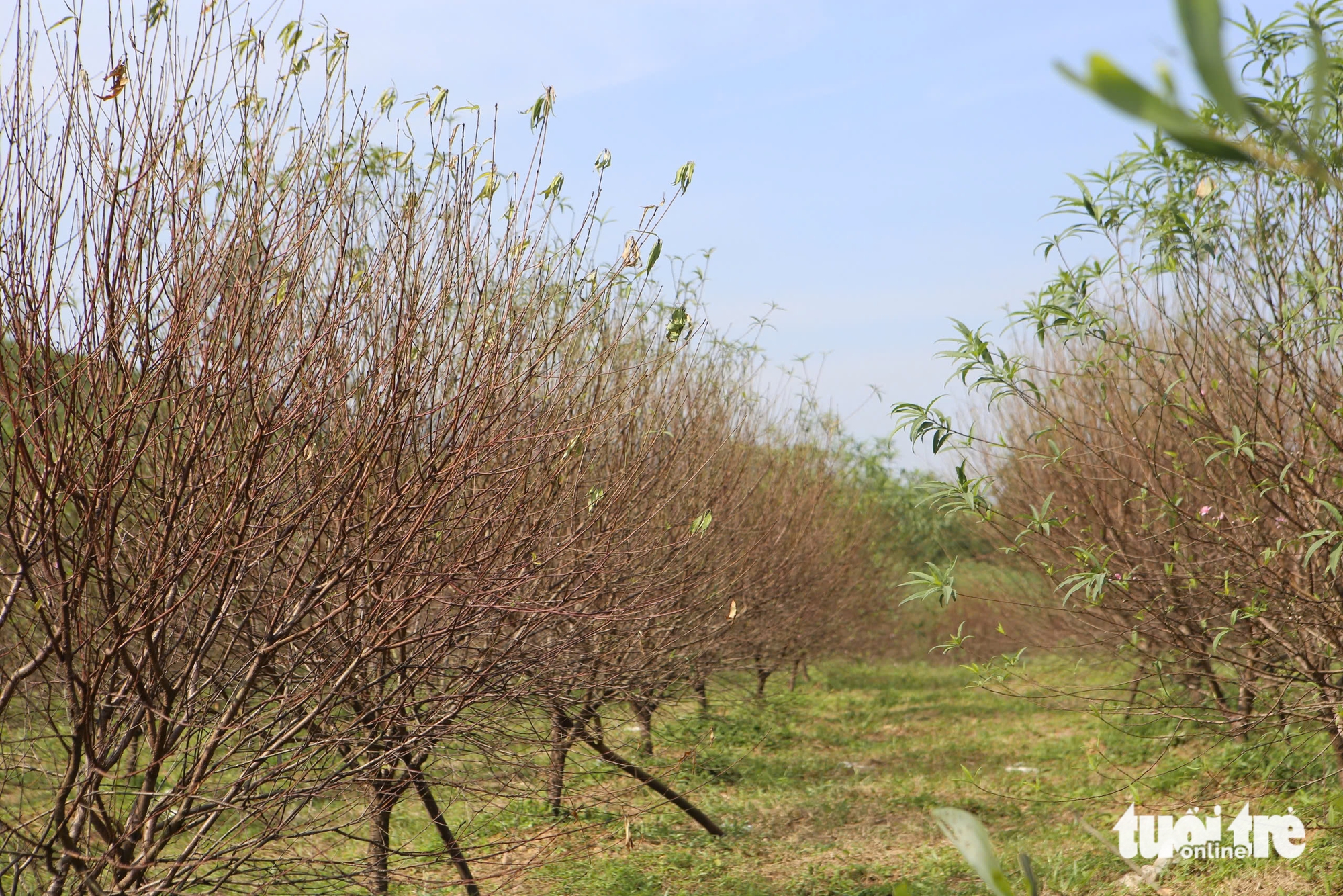 河静省桃花之都居民因桃花大规模死亡而担心失去春节收成