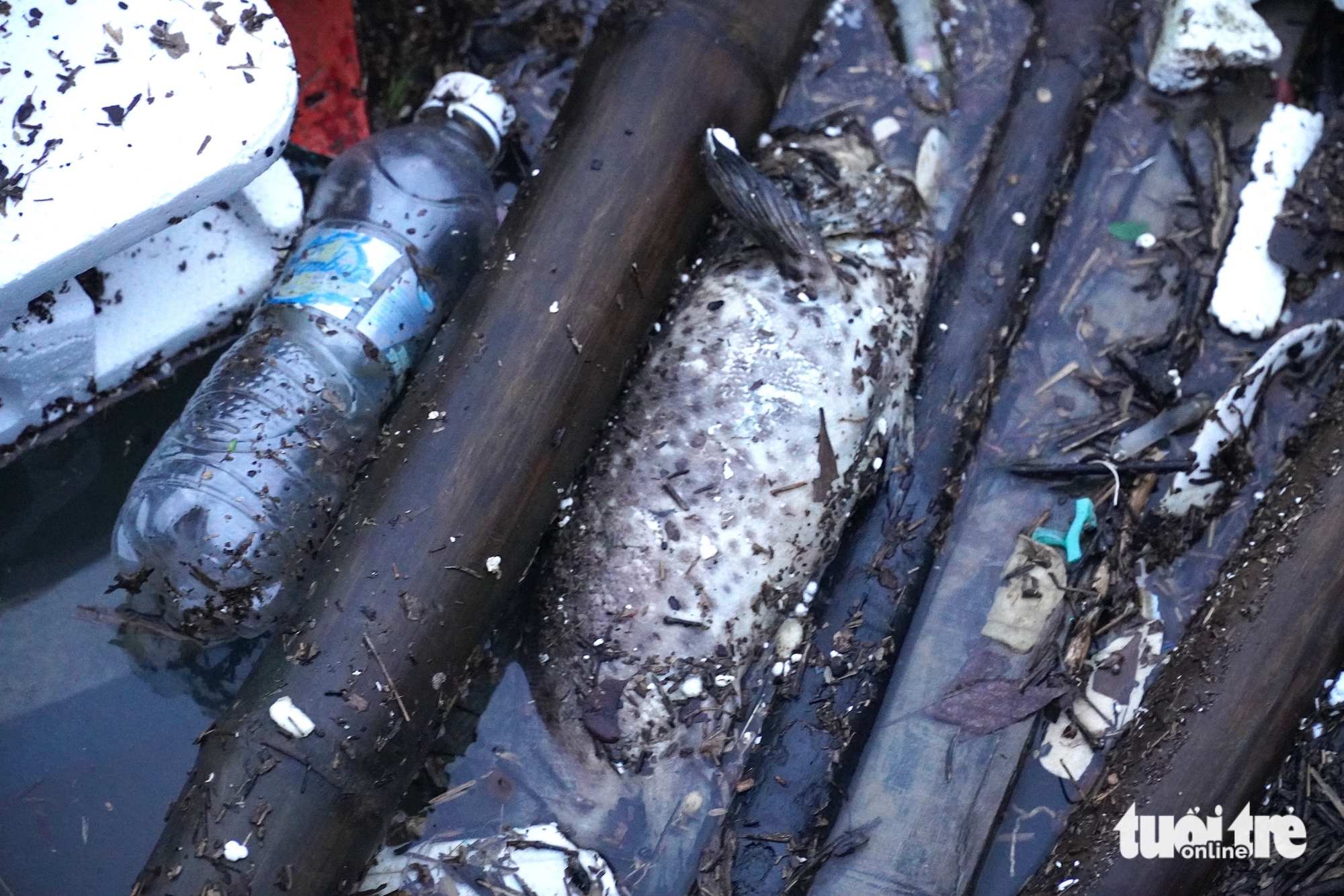 富安省桥下鱼排破碎近景